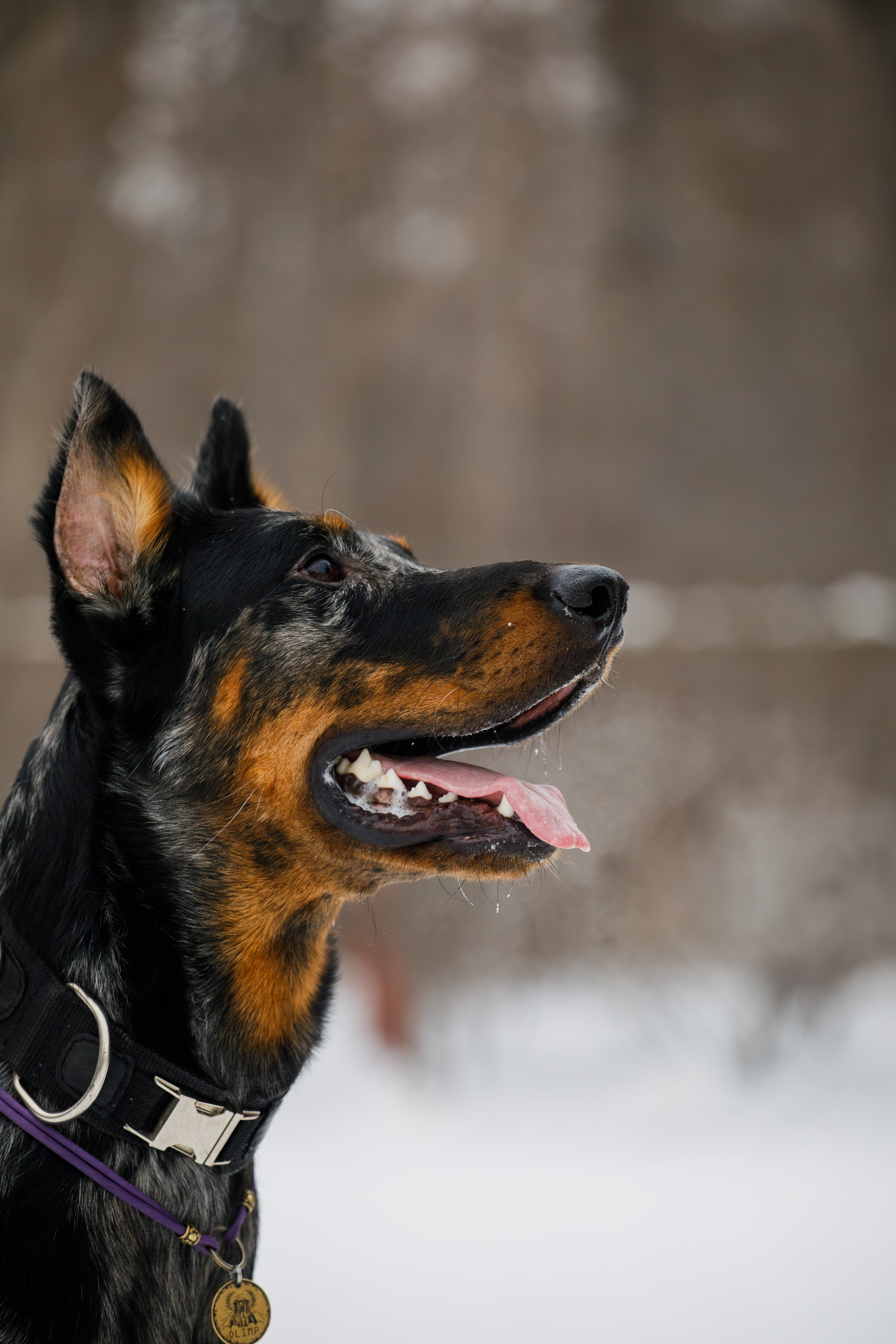 Андрей и Олимп. Фотограф Екатерина Козловская