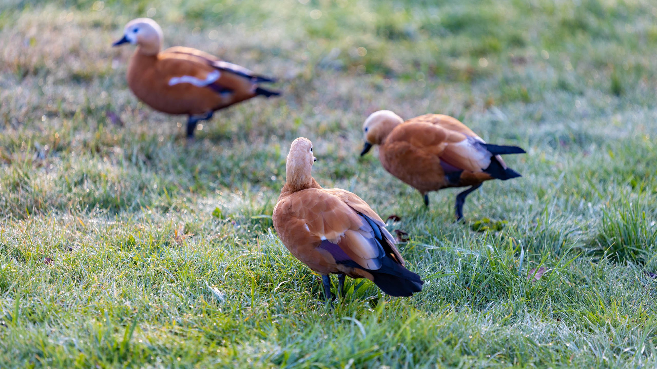 2023 09 Царицыно. Фотографии
