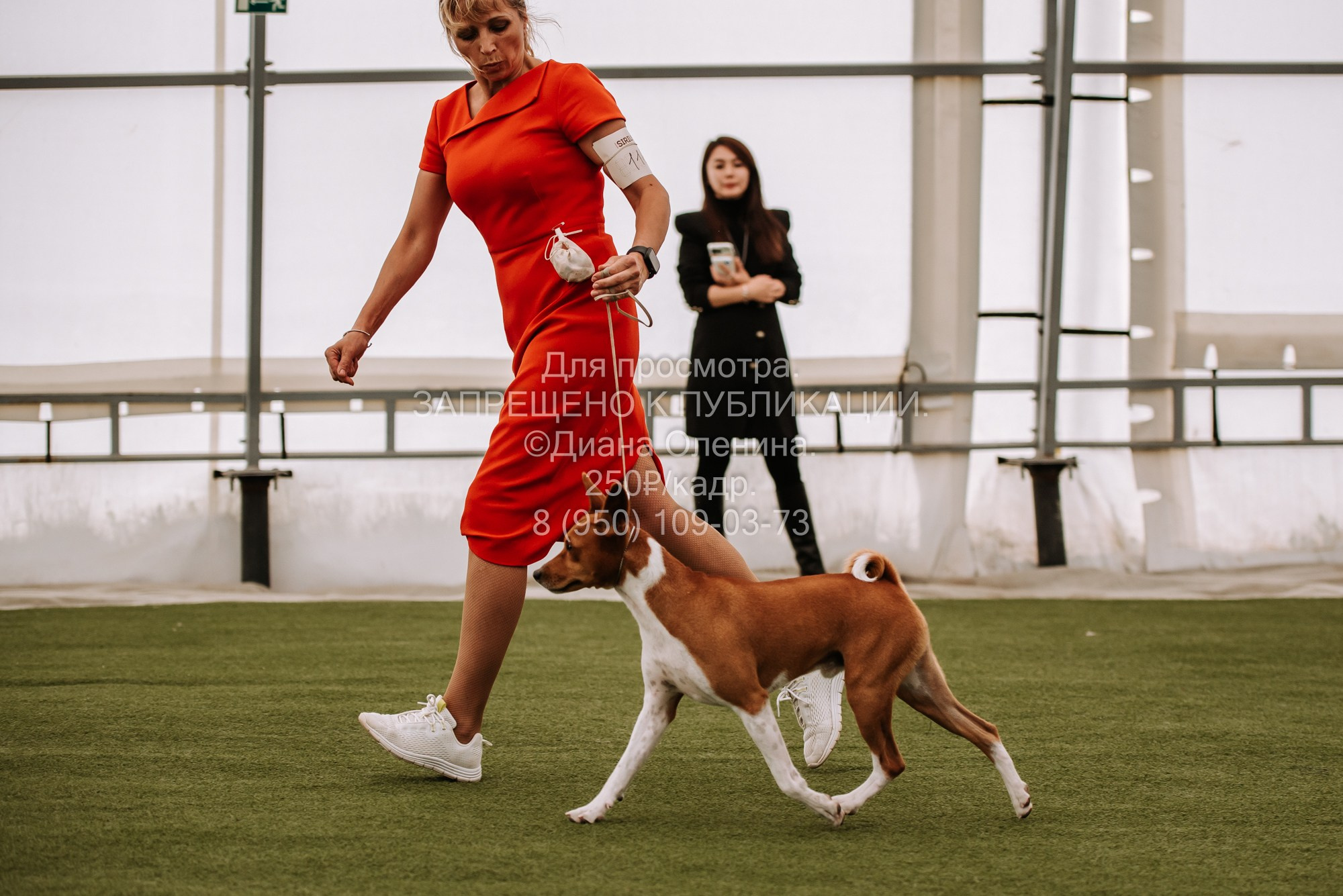 Выставка собак Красноярск 2.06. Фотограф Диана Оленина Красноярск / Братск