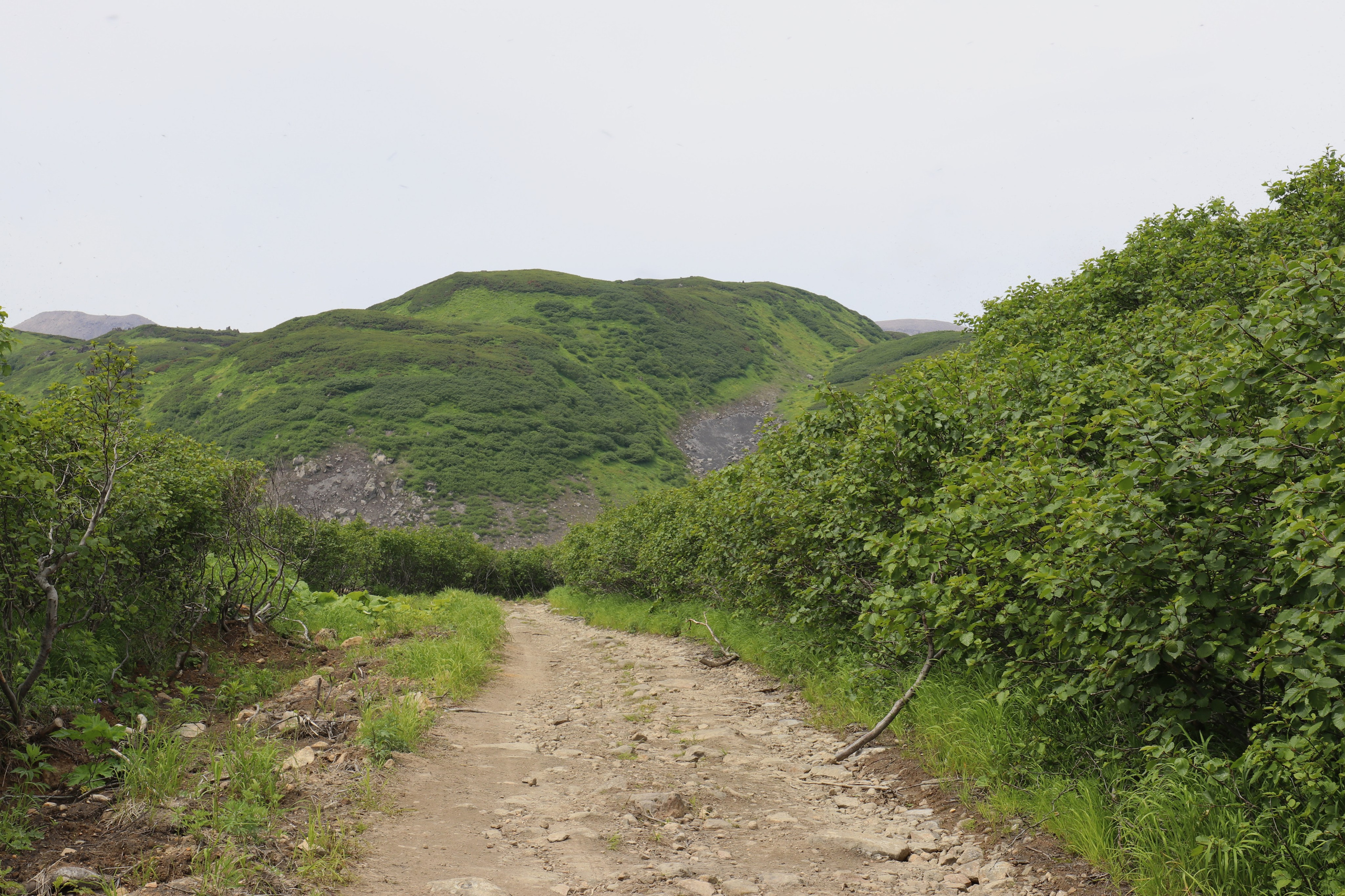 Камчатка и о. Парамушир. Июль 2024. Путешественник-фотограф из Санкт-Петербурга Татьяна Свистулина