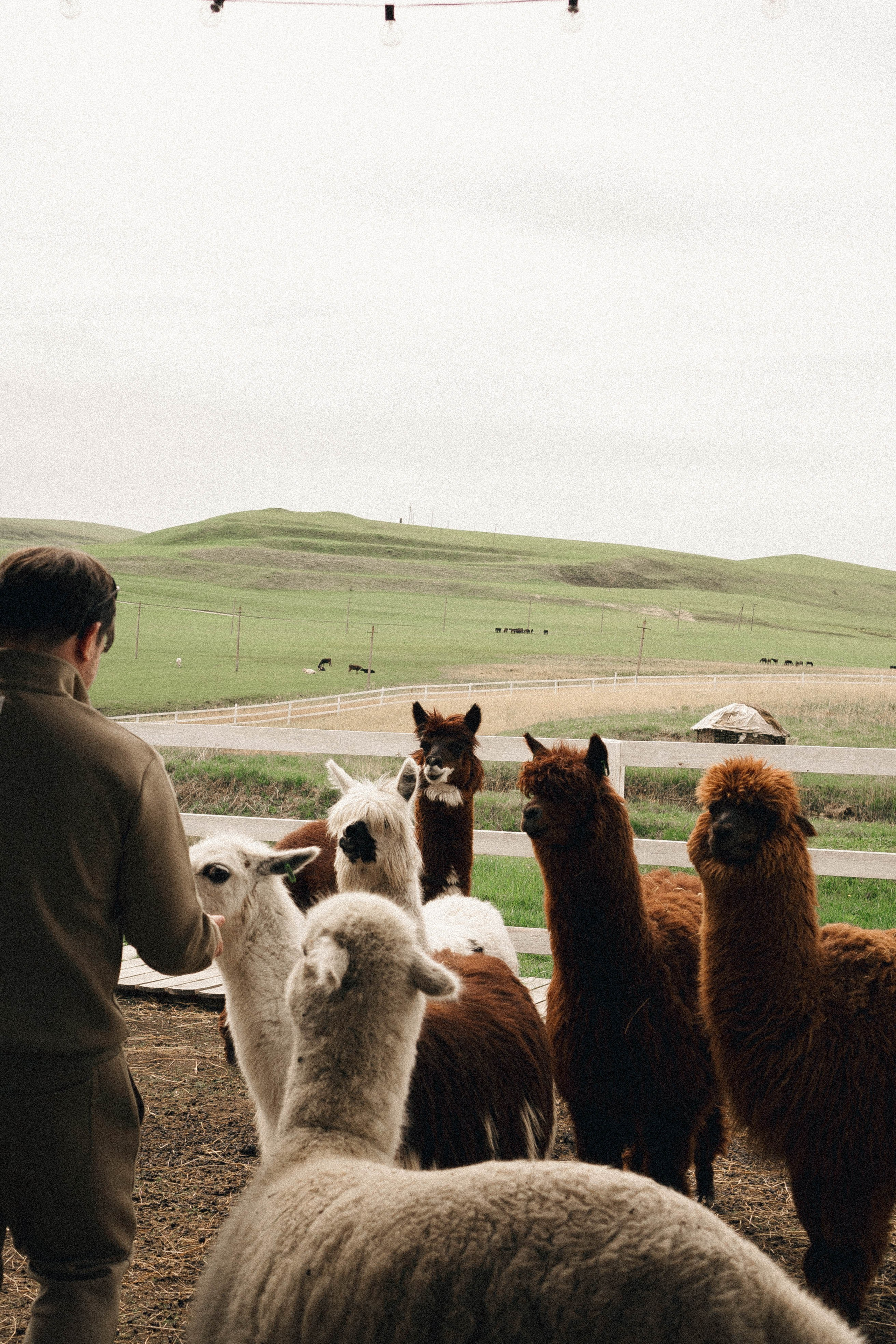 Ферма Альпак. Профессиональный фотограф, Санкт-Петербург — Виктория Богомолова