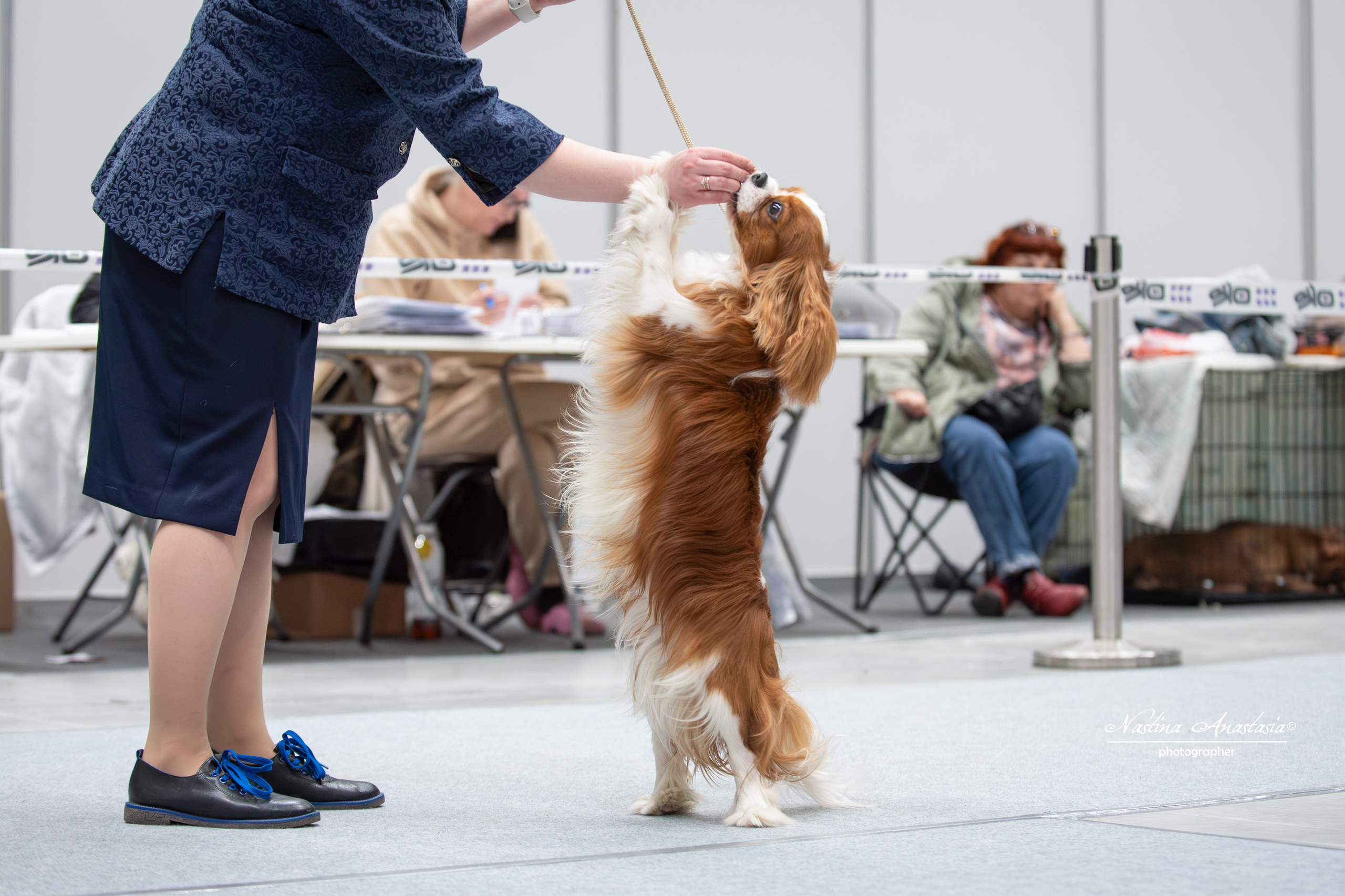 Выставки. Фотограф — Анималист