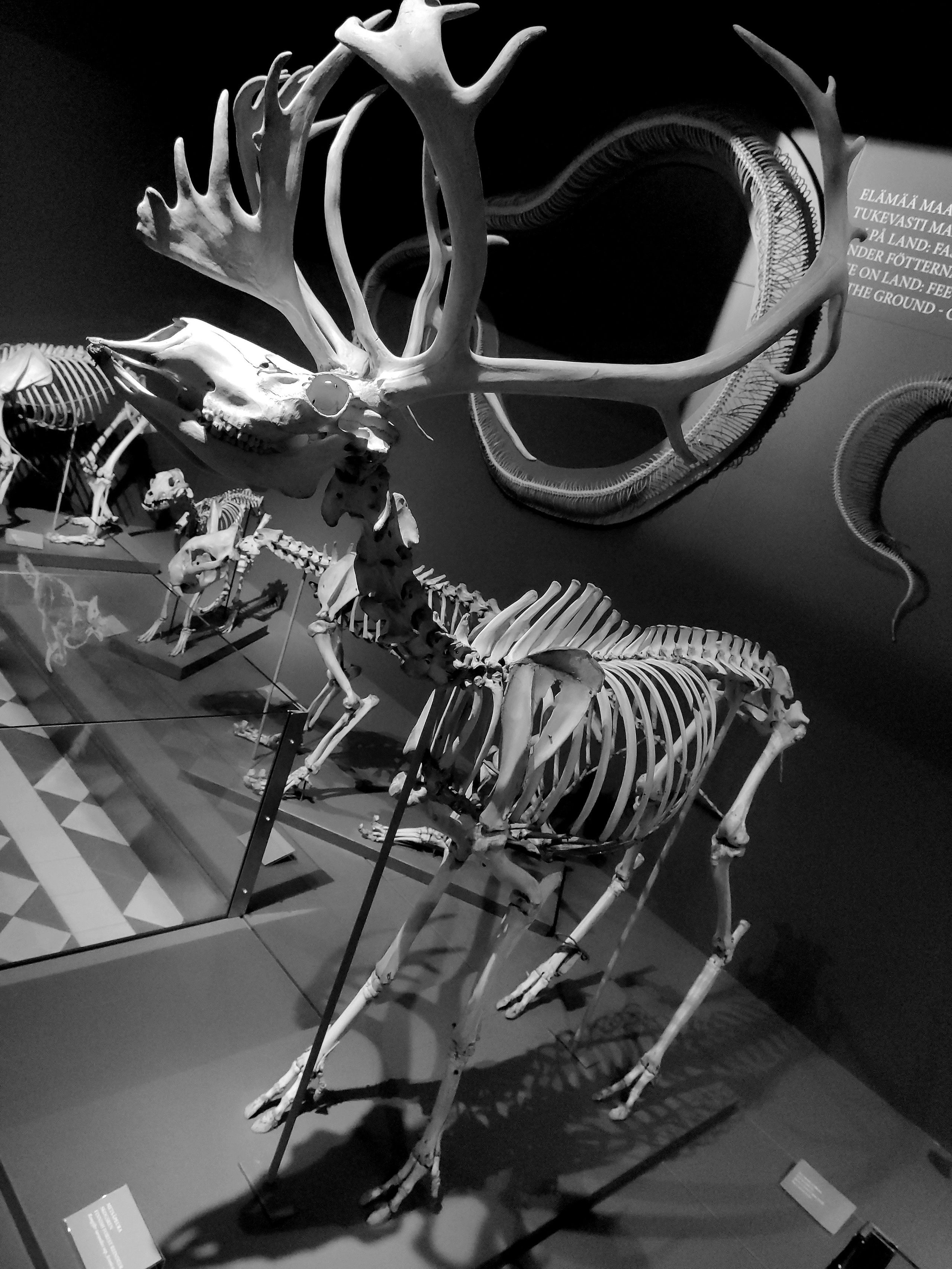 В зоологическом музее интересная экспозиция чучел