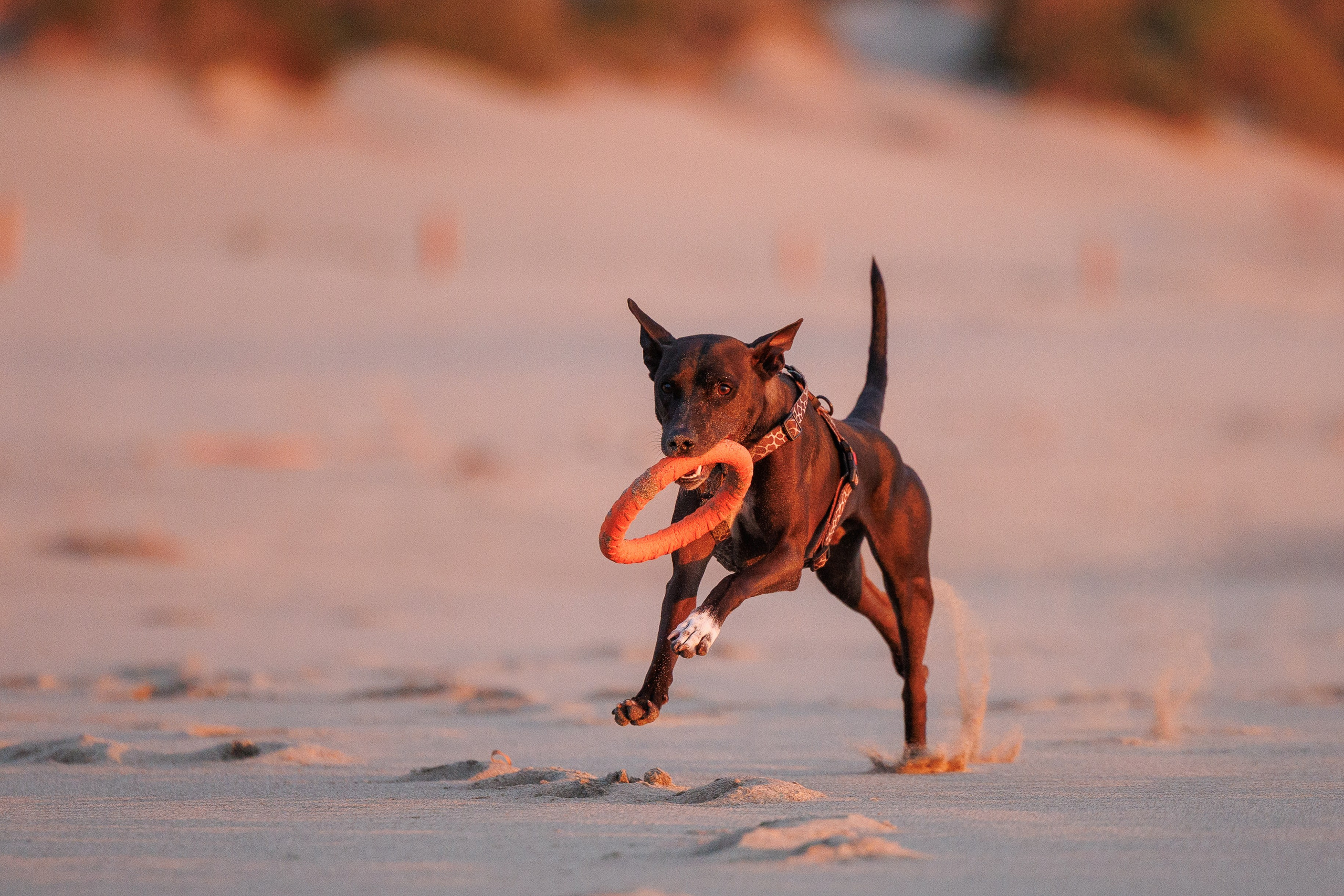 Финик. Фотограф анималист в Казани Алина Сулейманова. Фотограф животных