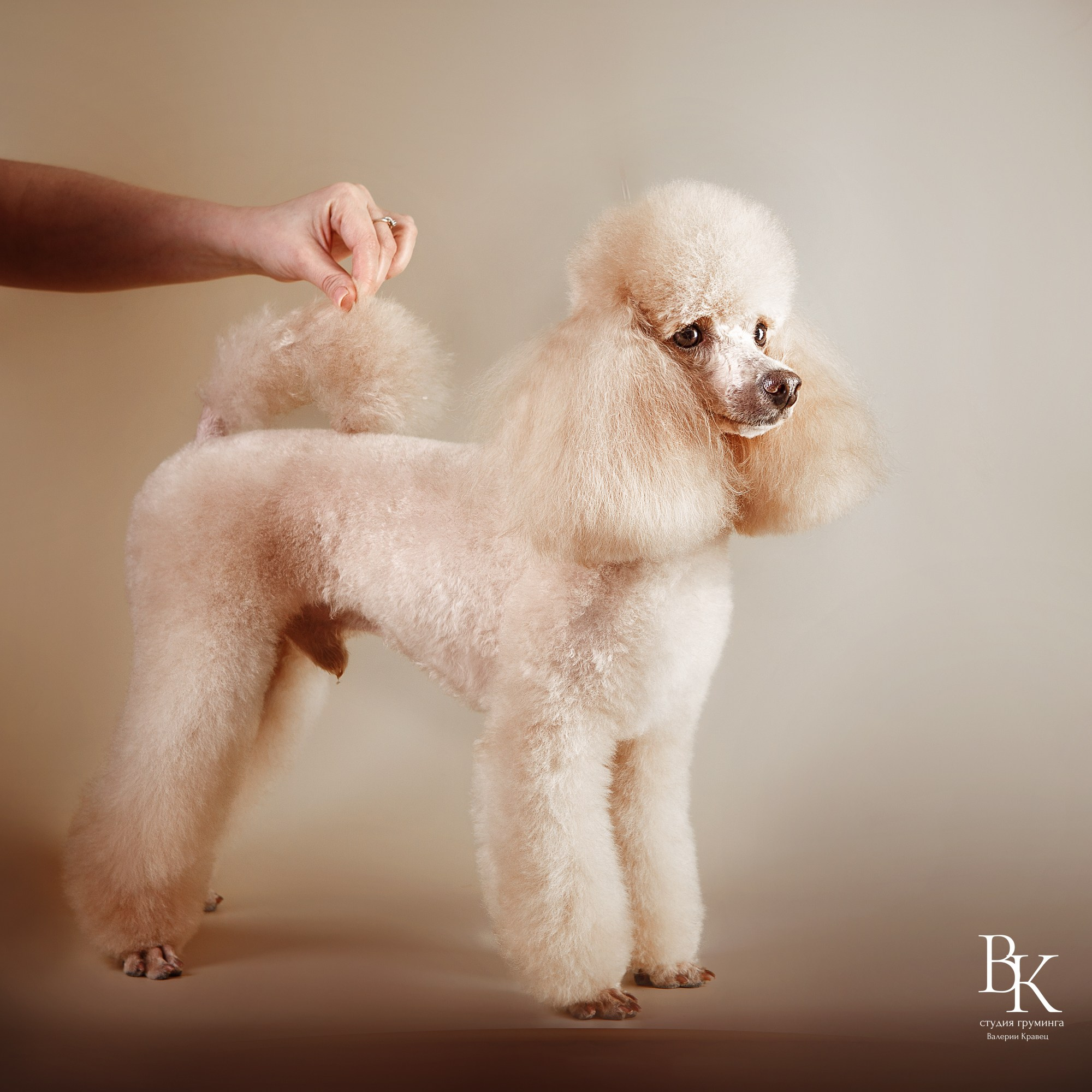 Портфолио. Студия груминга Валерии Кравец