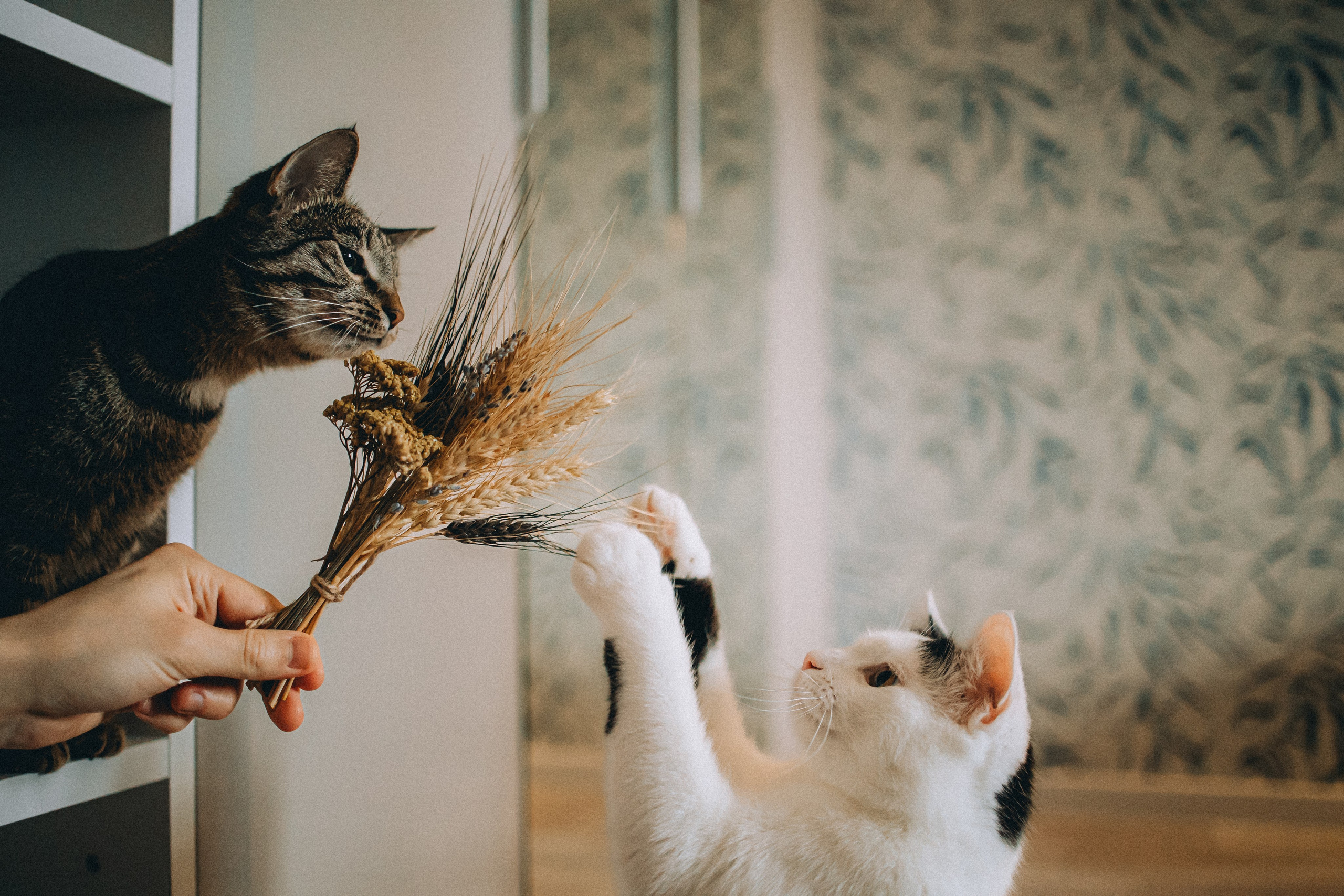 Рыся, Кепа и их семья