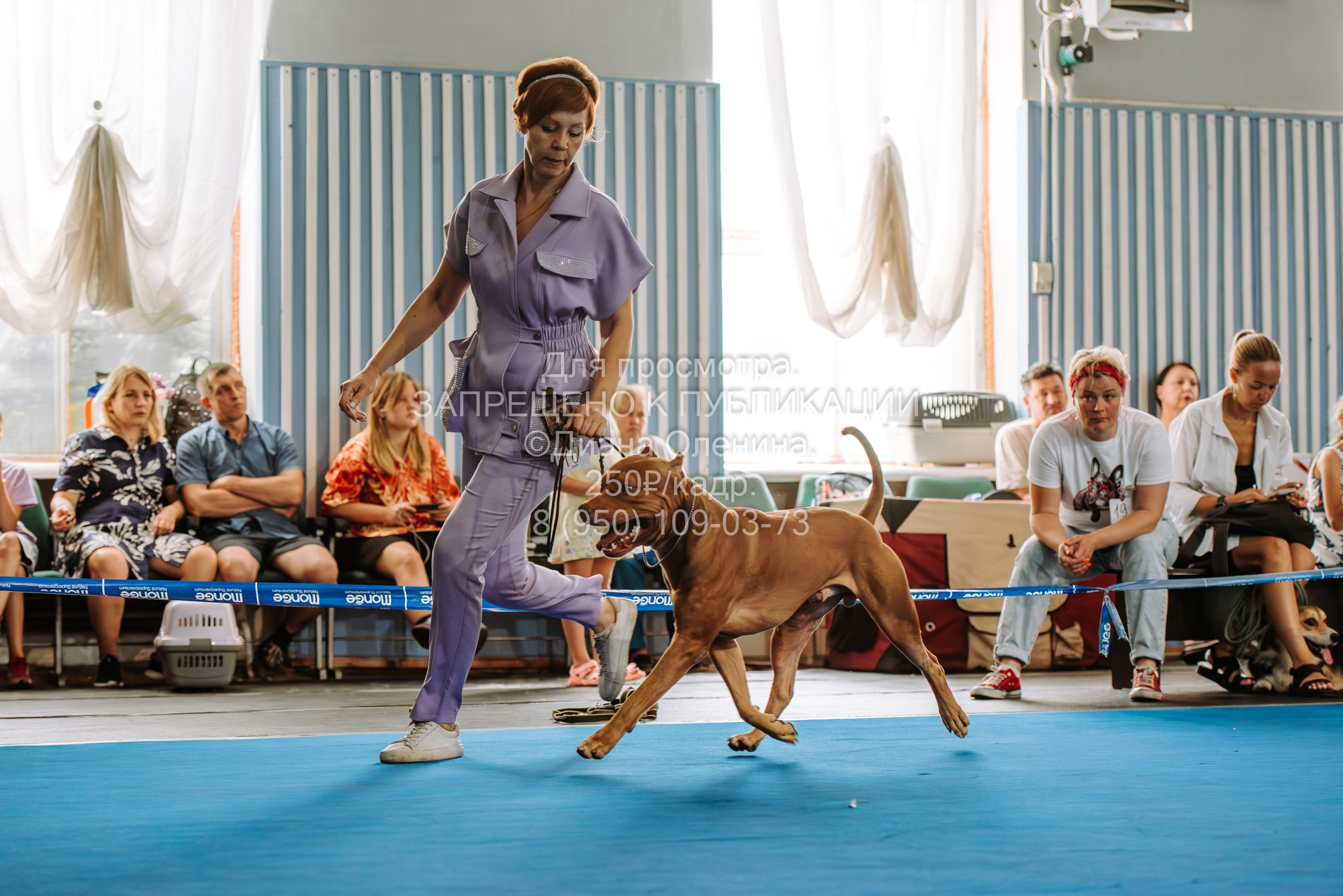 Национальная выставка собак всех пород ранга САС-IKU «Кубок Красноярск. Фотограф Диана Оленина Красноярск / Братск
