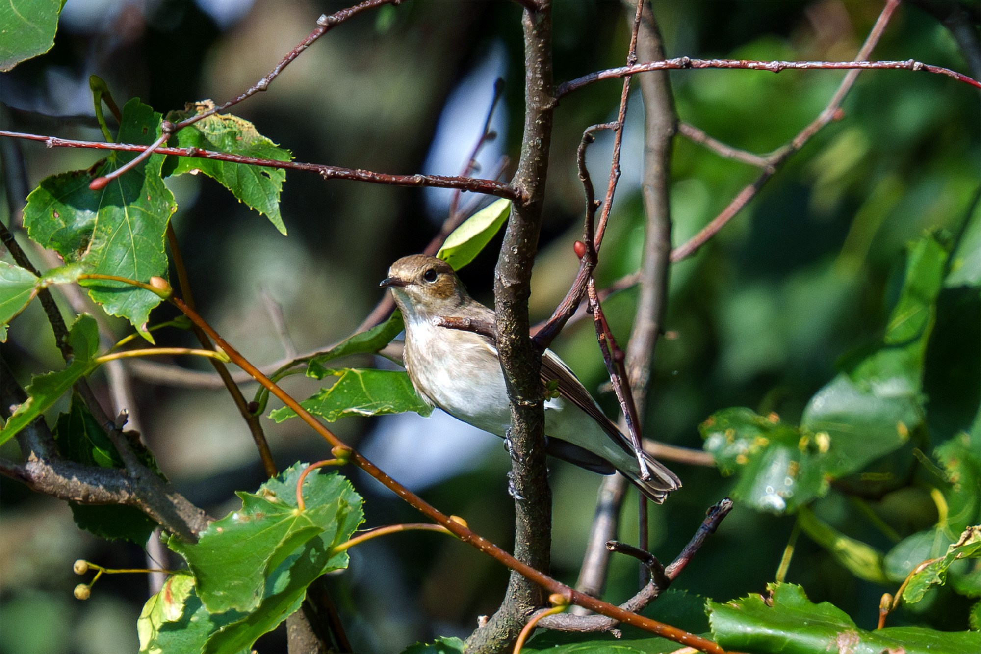 Удивительные мир птиц. Вокруг нас столько прекрасного — присмотритесь!. Ваш личный фотограф Марина Волкова