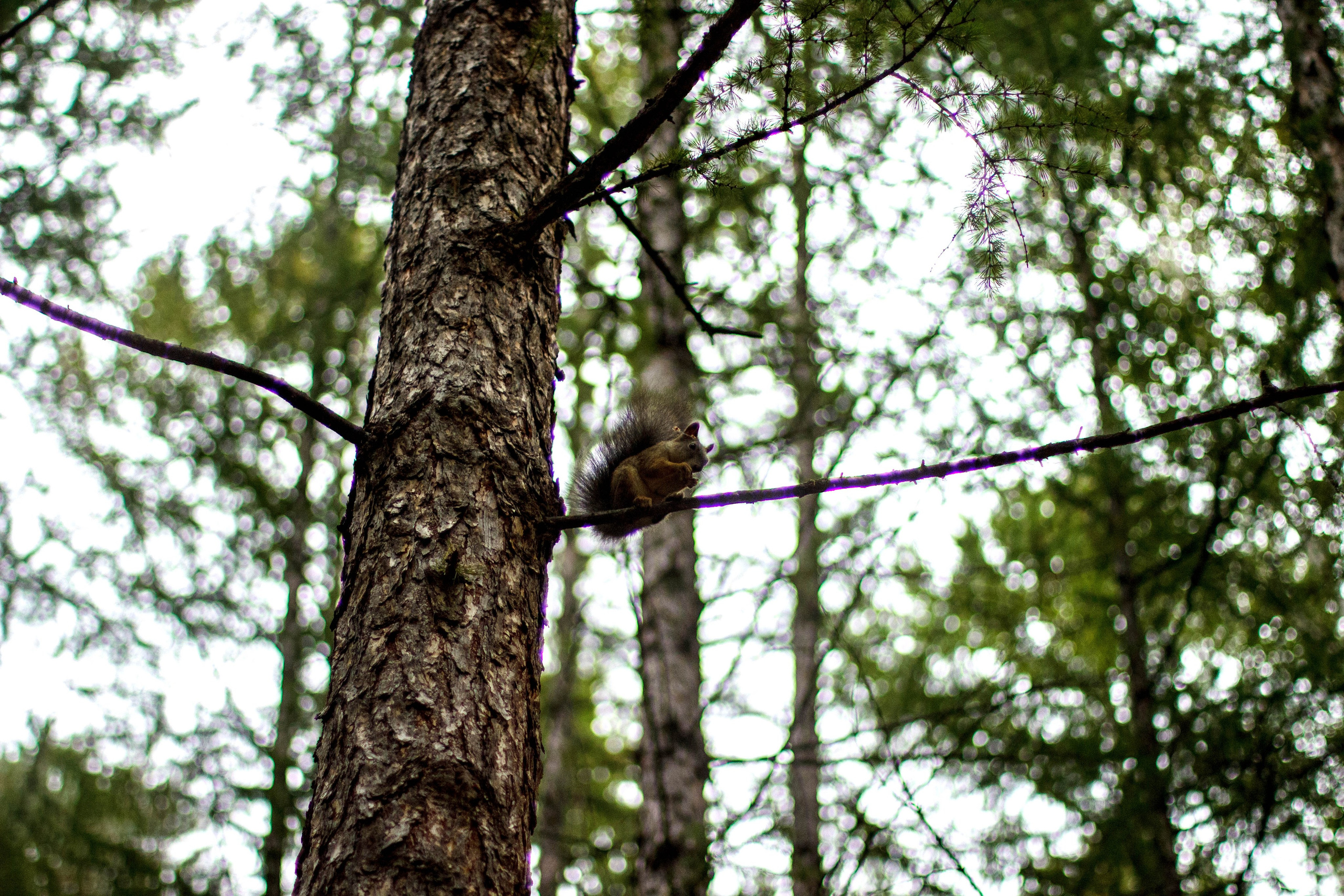 Белки / Squirrels. Фотограф Андрей Гузеев