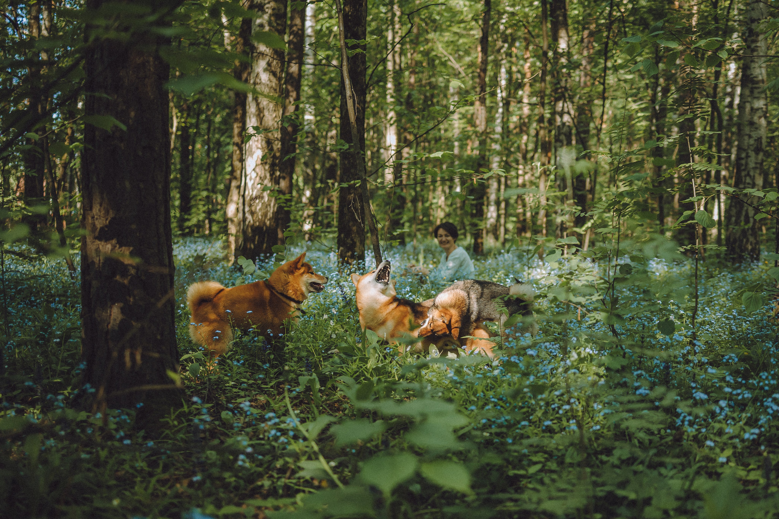 Шед, Цири, Чиби, Цера и их семья