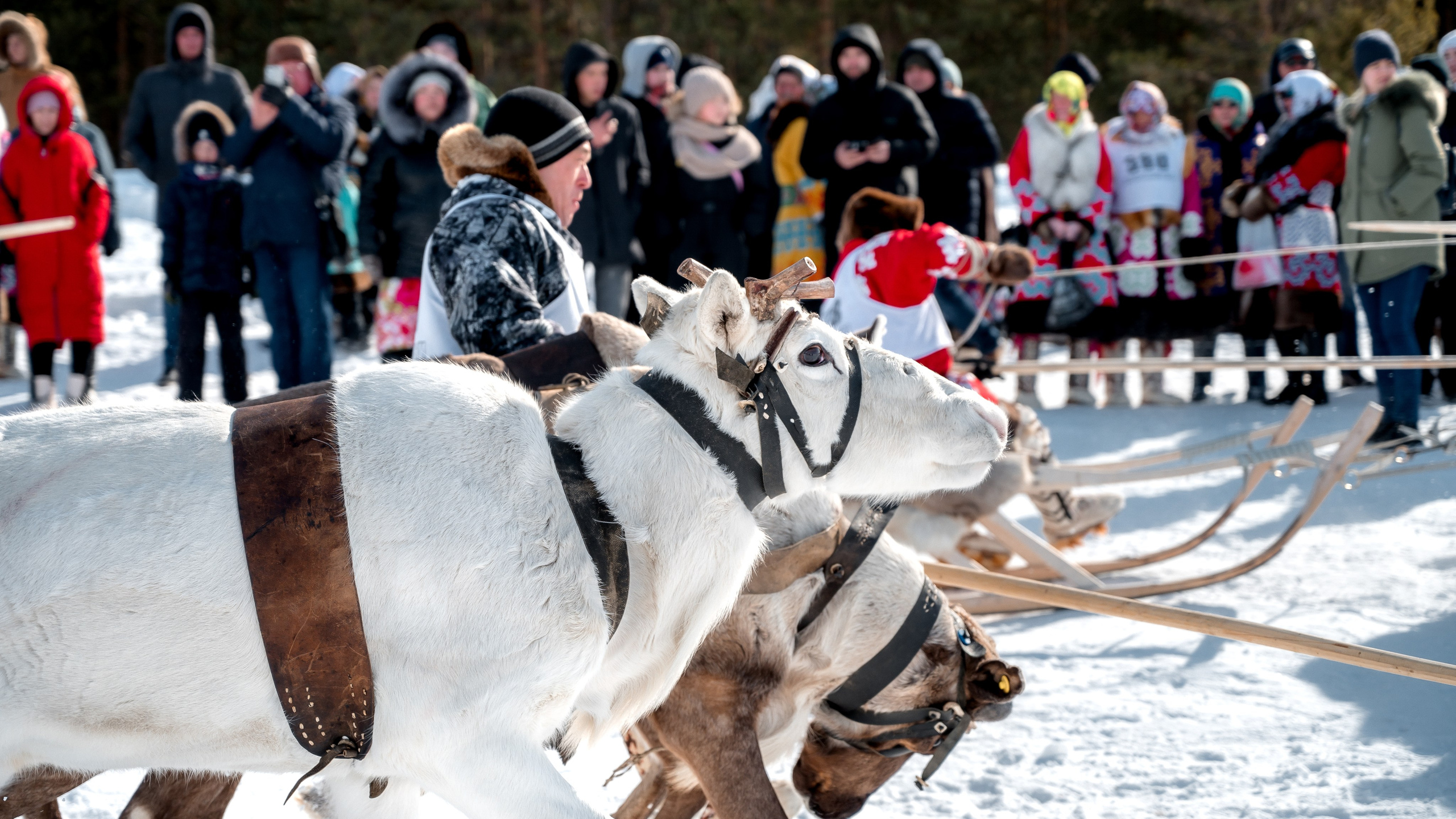 День оленевода г. Когалым. Фотограф Нижний Новгород