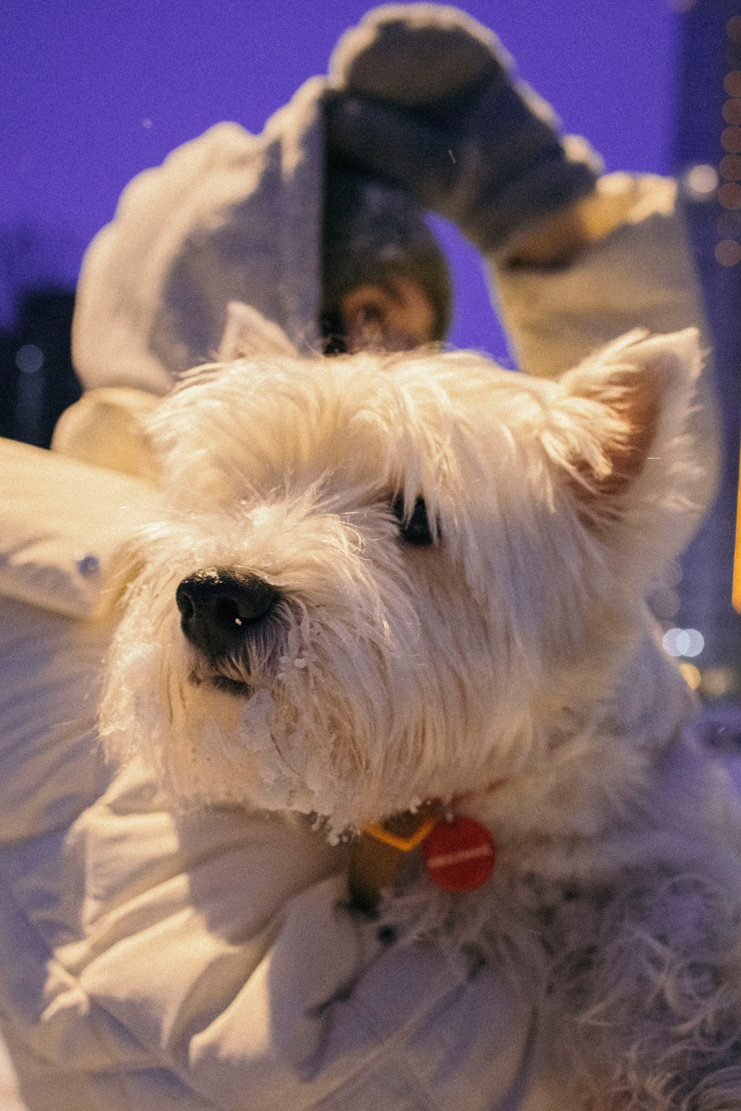 Арина и Обеликс. Фотограф Виктория Куприянова