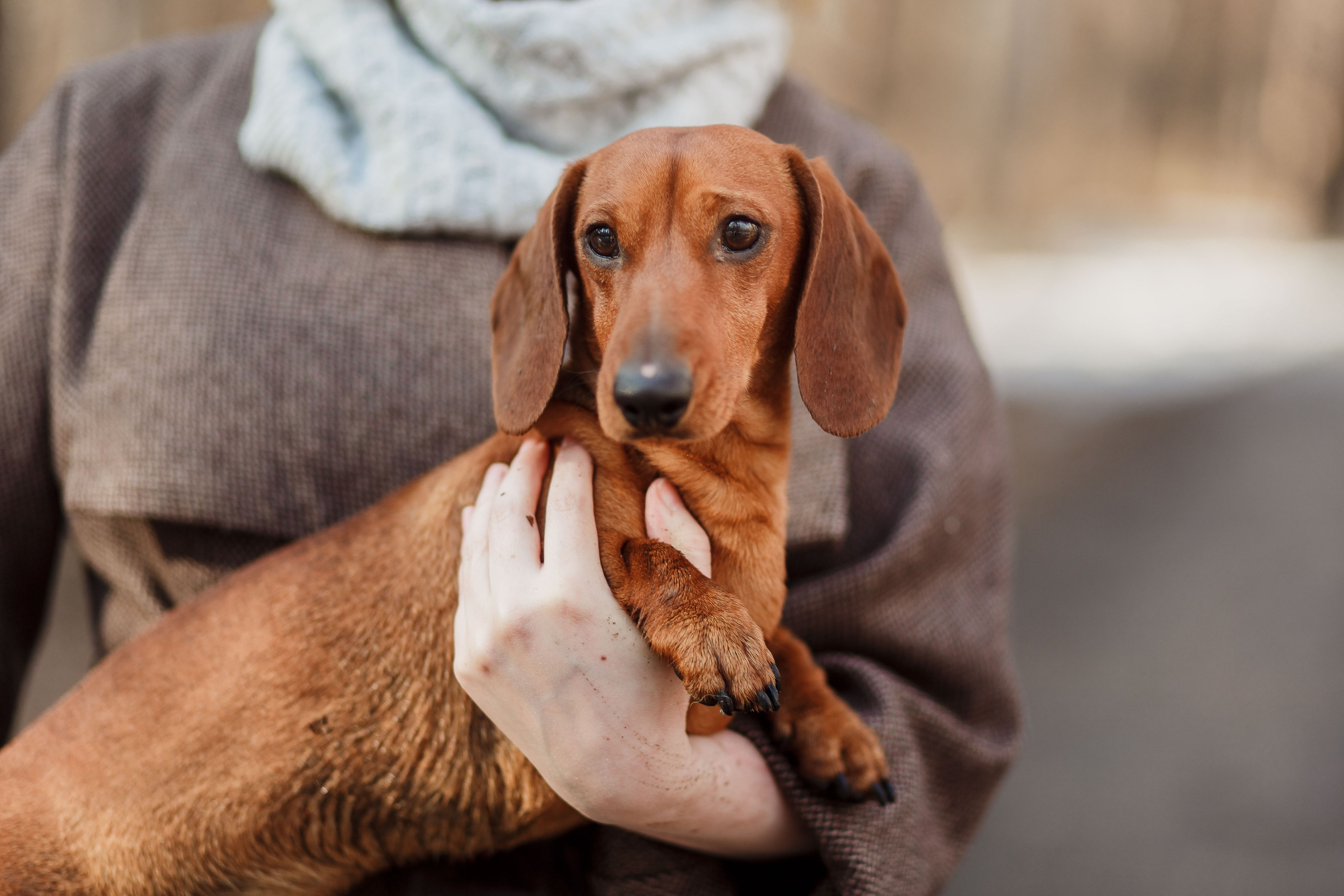 Домашние животные (фотосессия питомцев). Семейный фотограф в Екатеринбурге