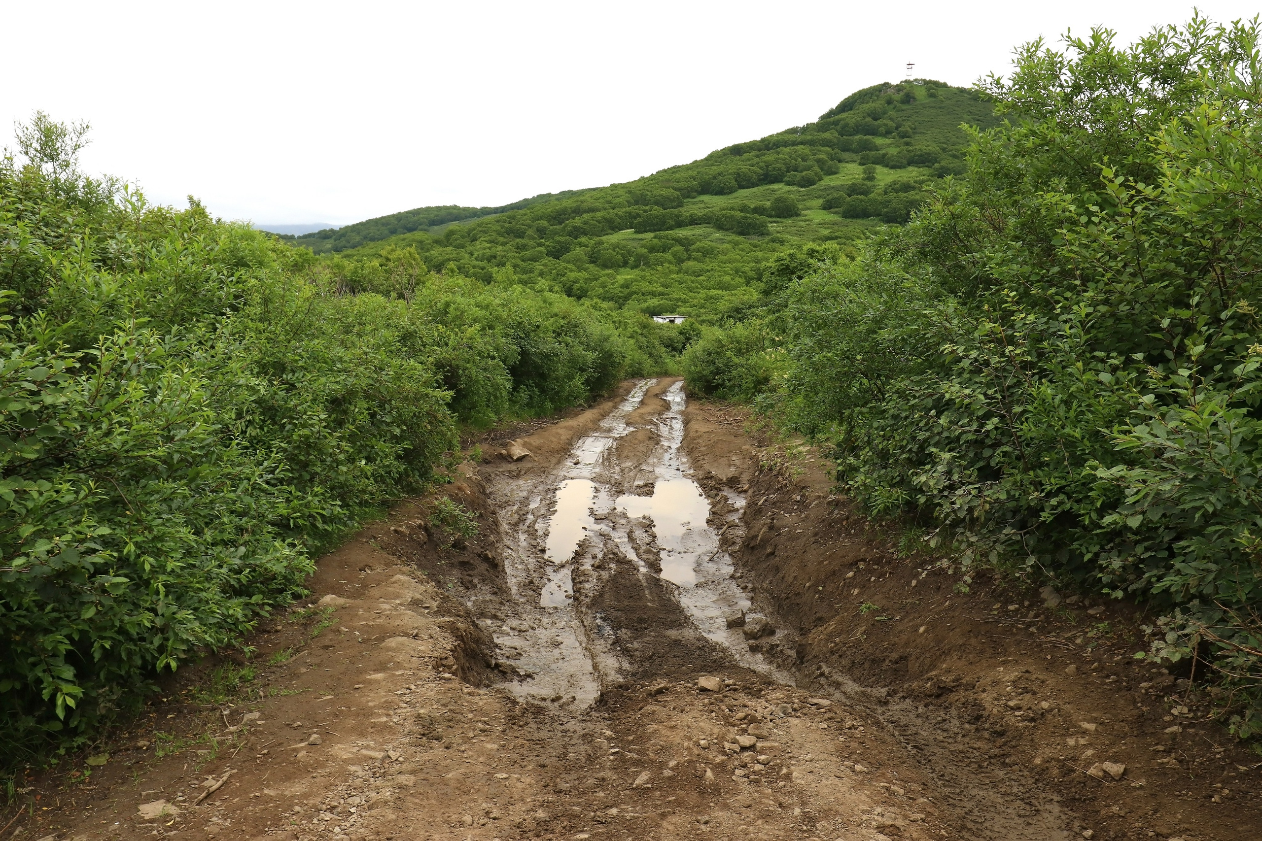 Камчатка и о. Парамушир. Июль 2024. Путешественник-фотограф из Санкт-Петербурга Татьяна Свистулина