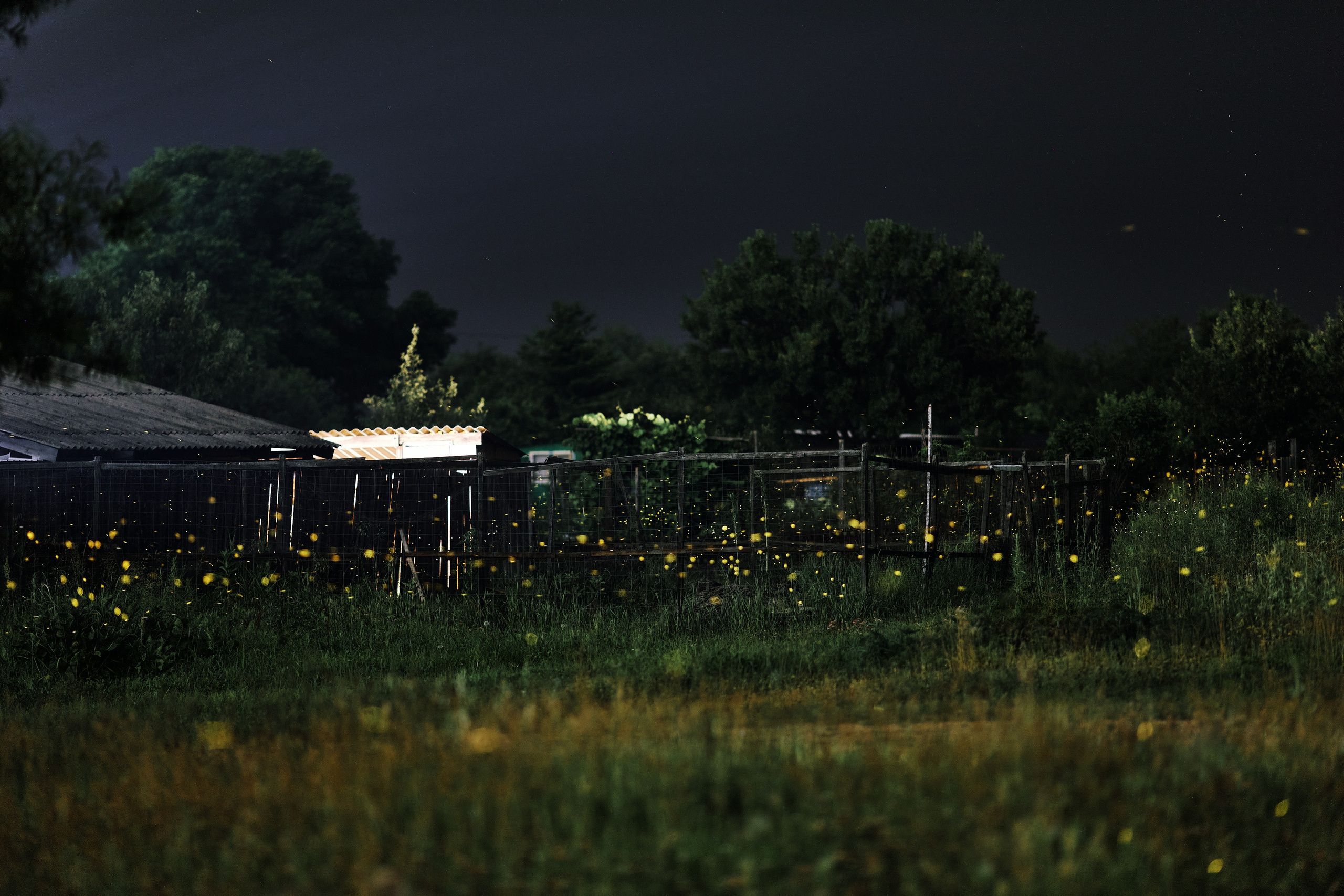 Светлячки в сельской местности на юге Приморского края, 2025 год