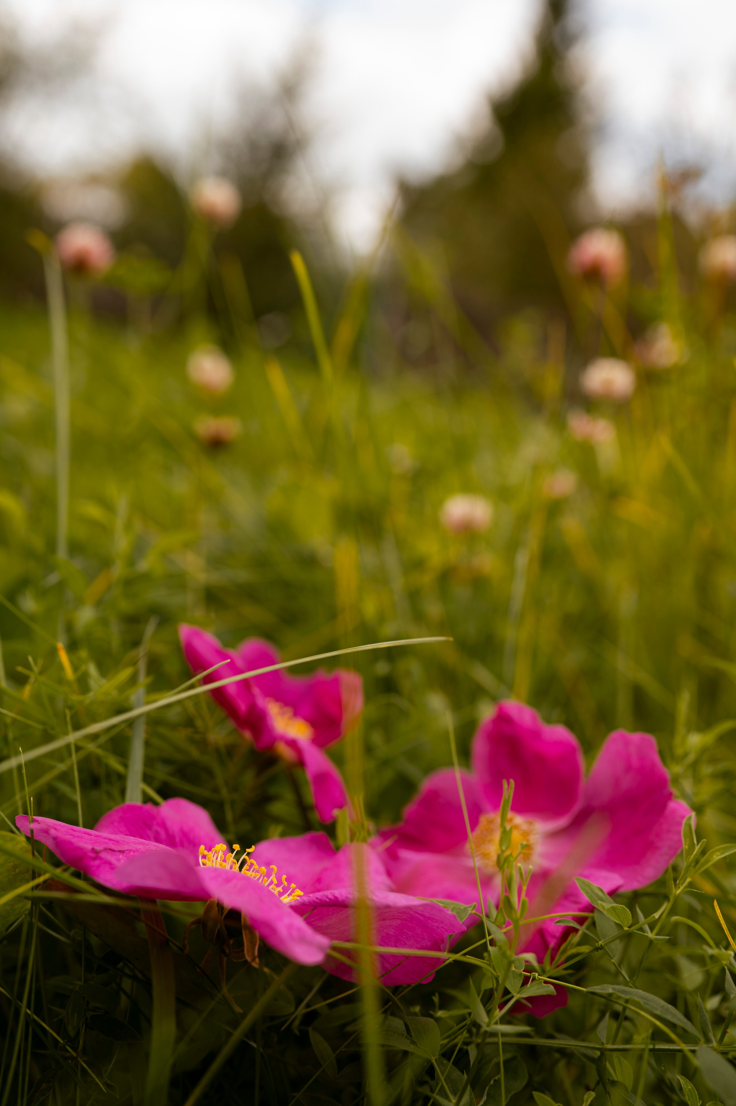 Осень во всей красе. Анна Боровикова, фотограф Пушкино