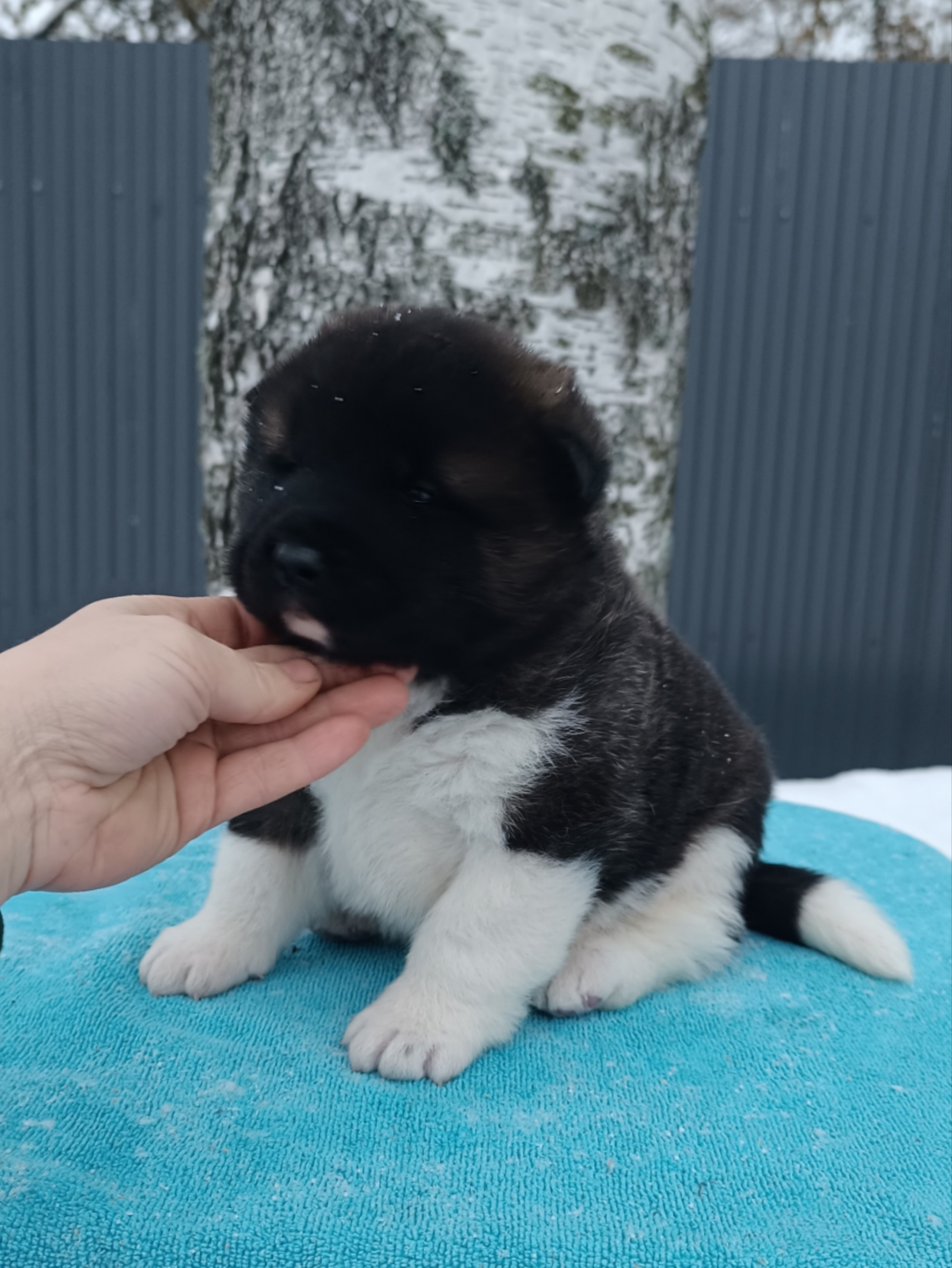 Американская акита  щенки питомник Санкт-Петербург клубные щенки Американская акита питомник RUBYLIGHT Рубилайт купить щенка американской акиты