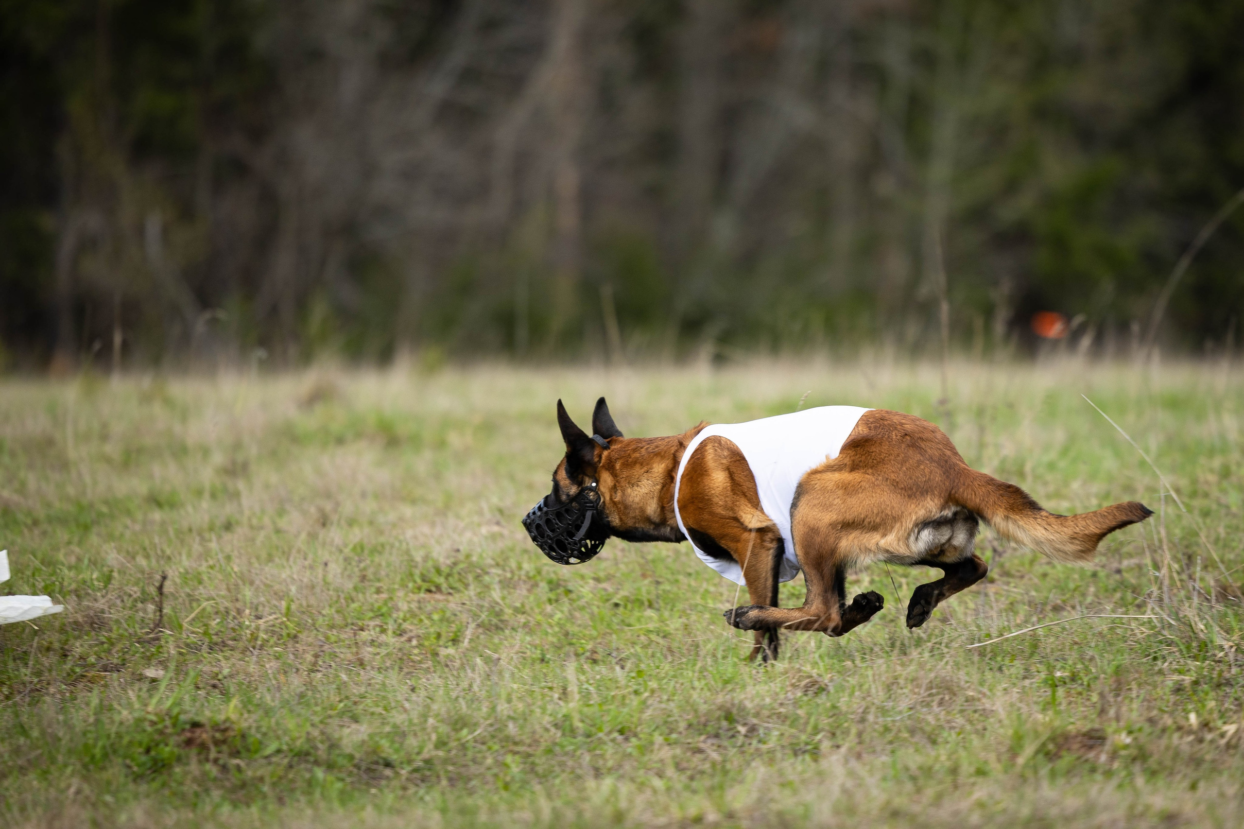 Курсинг. Фотограф Анималист в Перми Анастасия Остерман