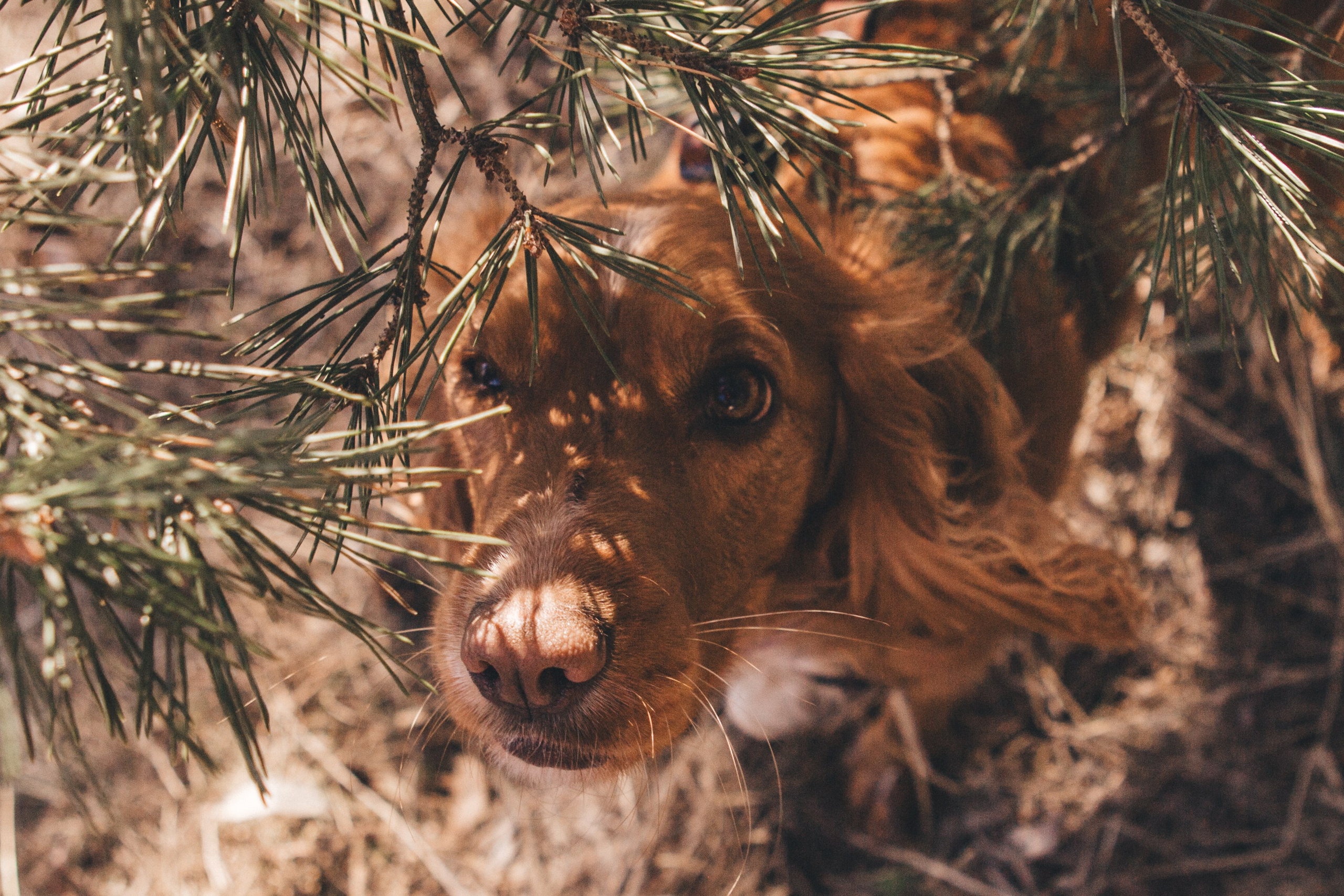 Julia & Jessie. Portrait, family and pet photographer in Cyprus, Ksenia Bourdelle