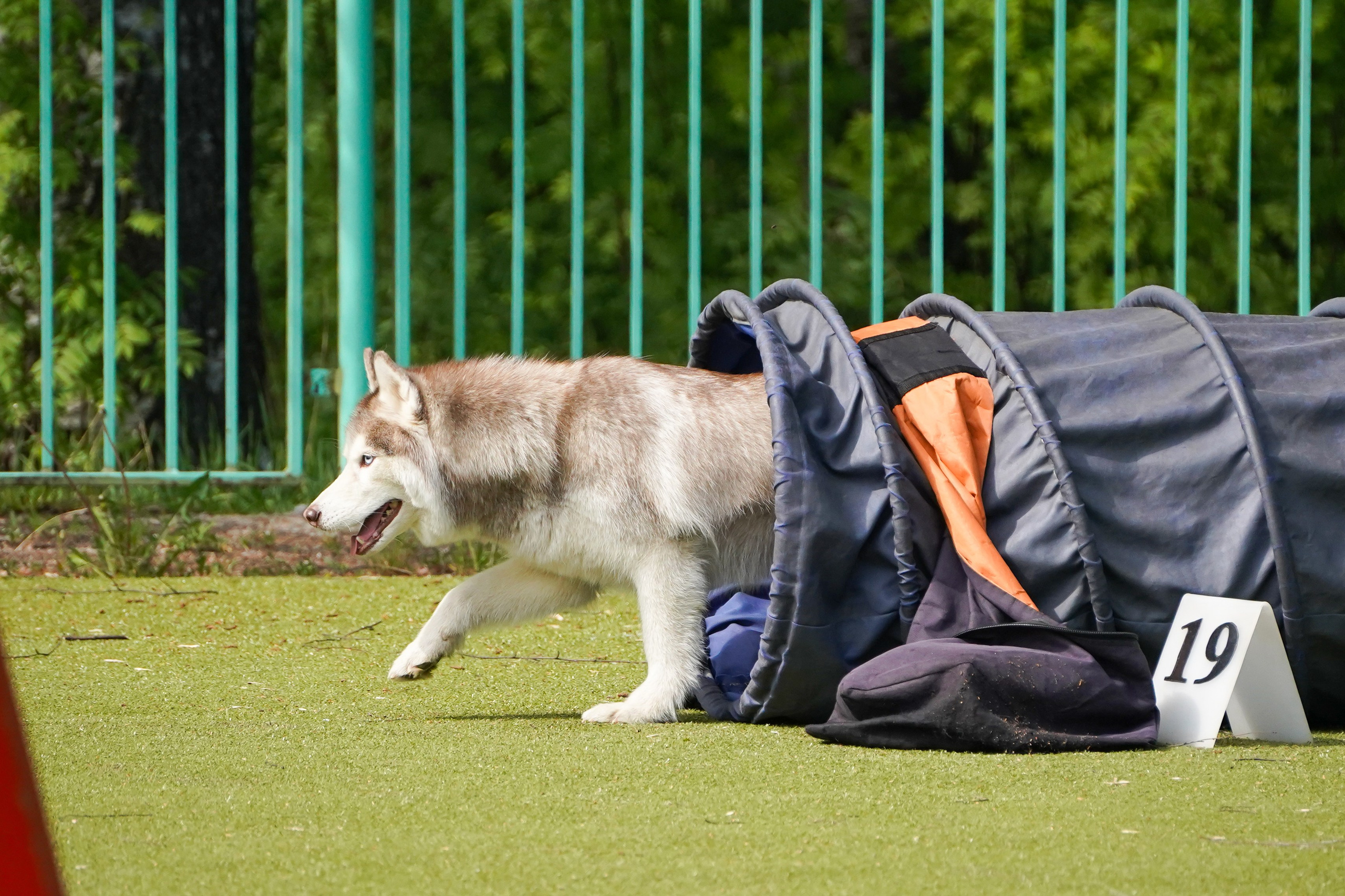 Аджилити 25.05.24, Санкт-Петербург. Фотограф-анималист Анастасия Большакова