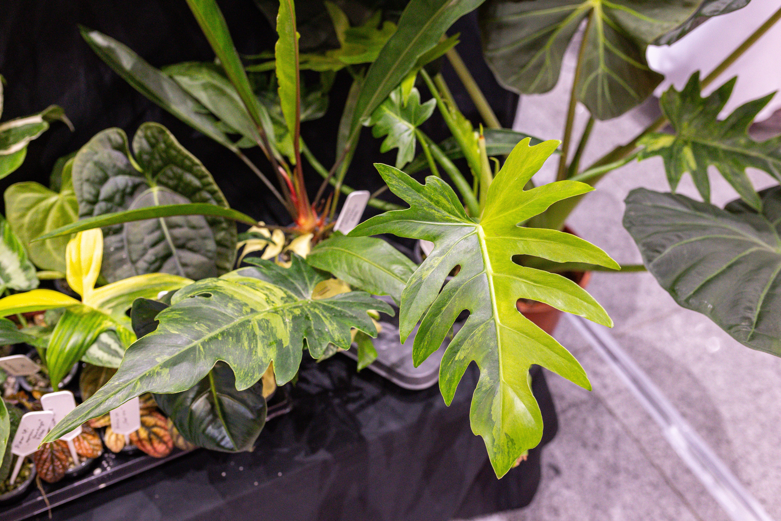 Монстериум 11–12 октября. Александра Куликова фотограф, Москва