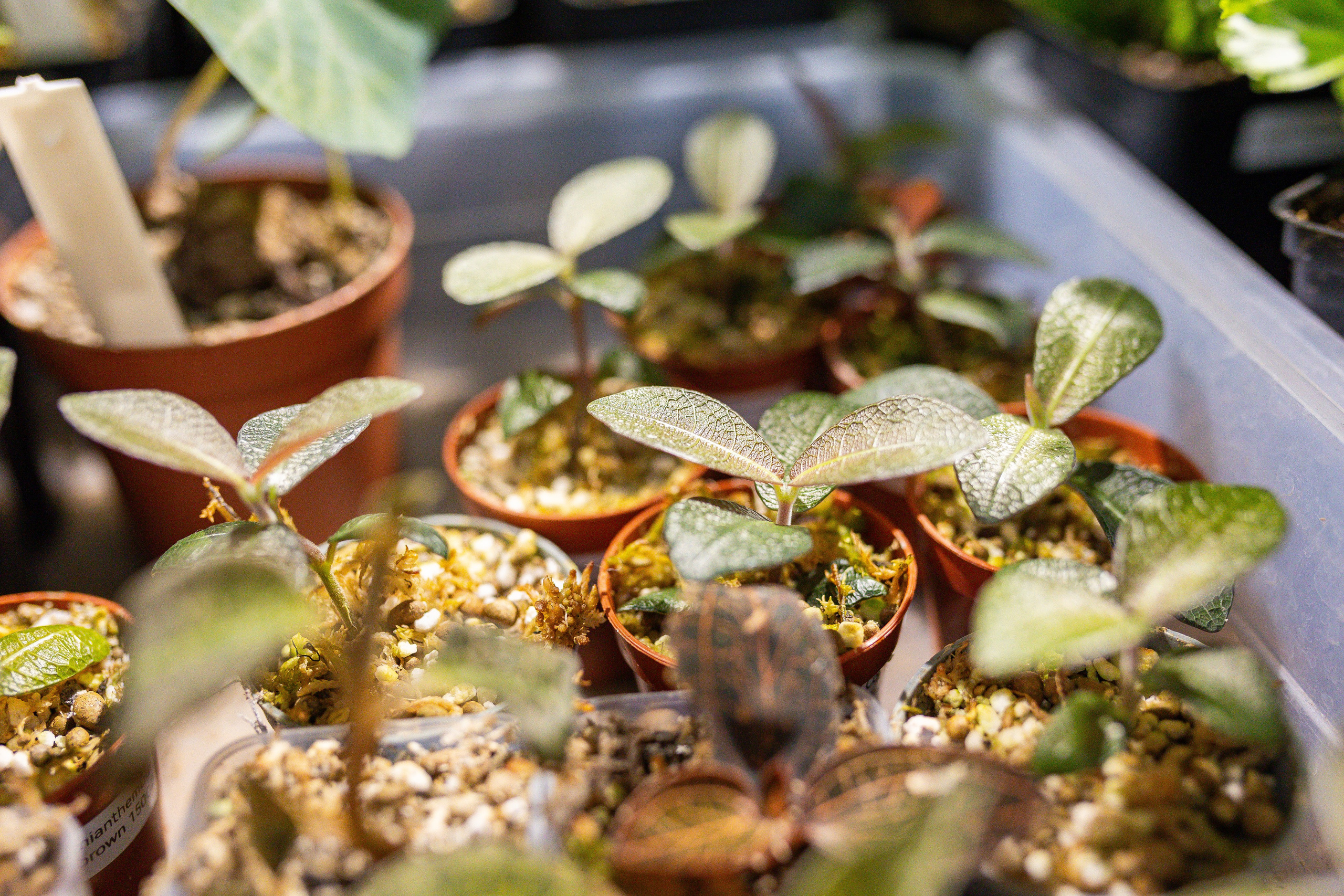 Ярмарка Green Rare 20.09.25. Александра Куликова фотограф, Москва