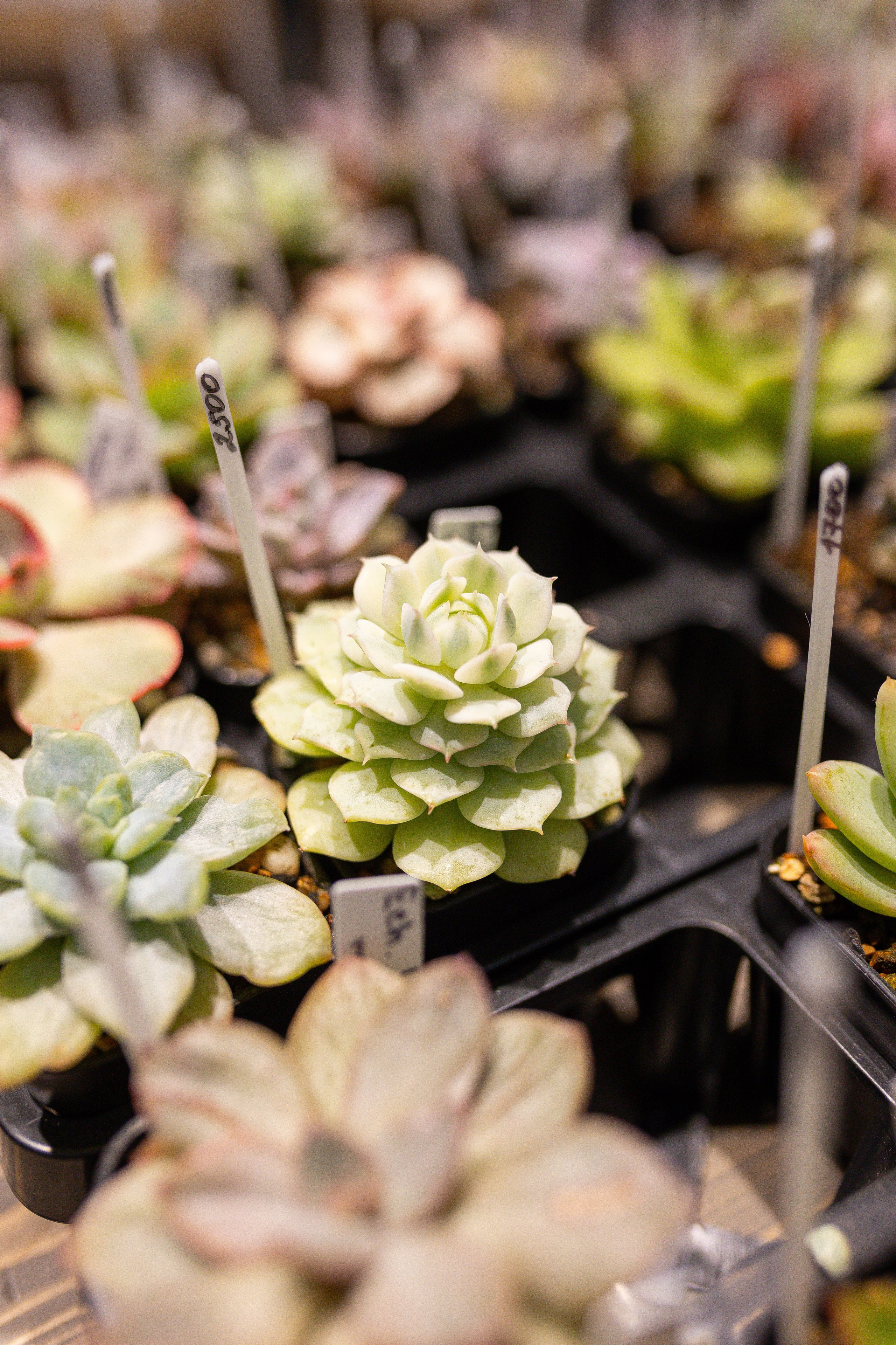 Ярмарка Green Rare 20.09.25. Александра Куликова фотограф, Москва