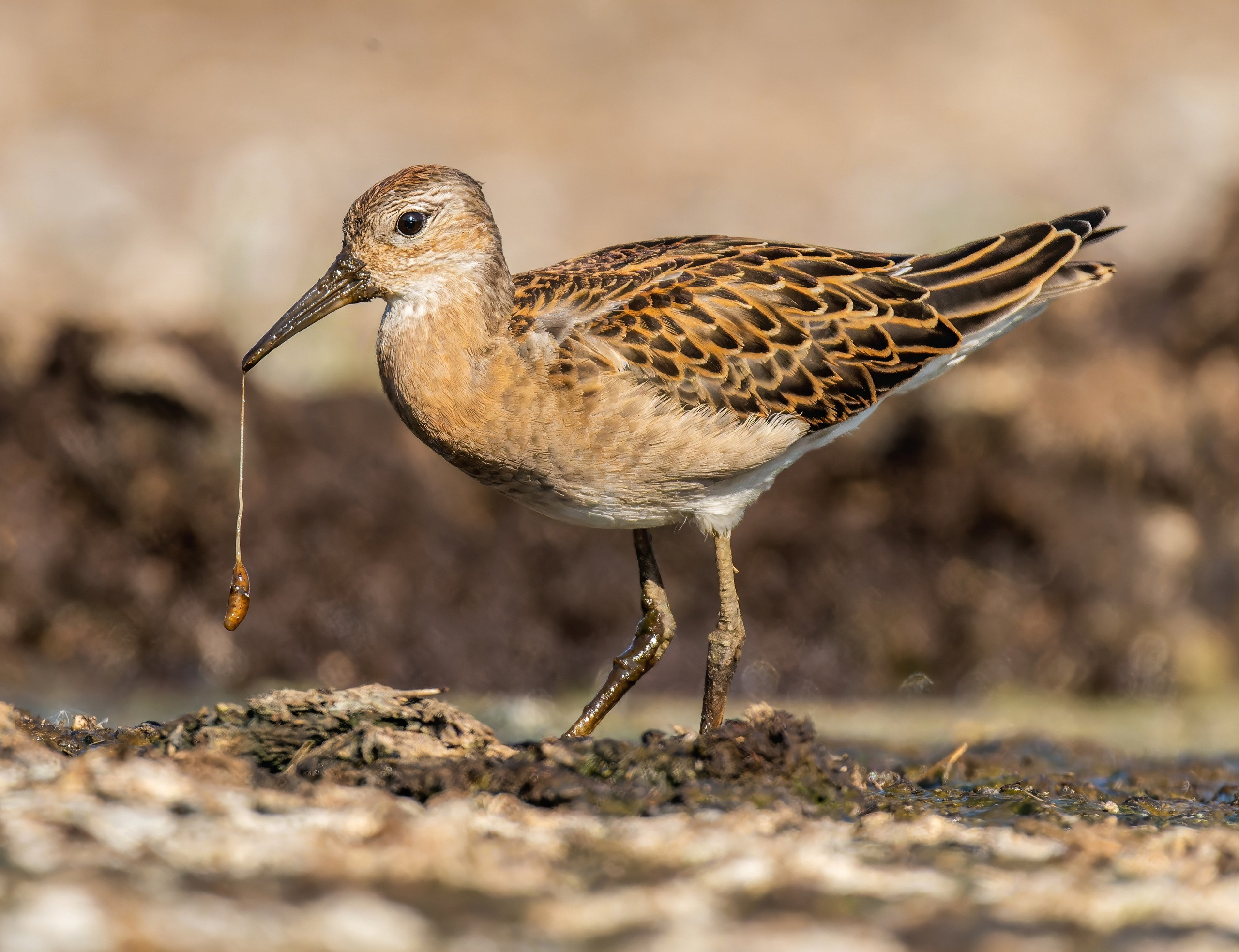 Анималистика. Константин Дем | Фотограф