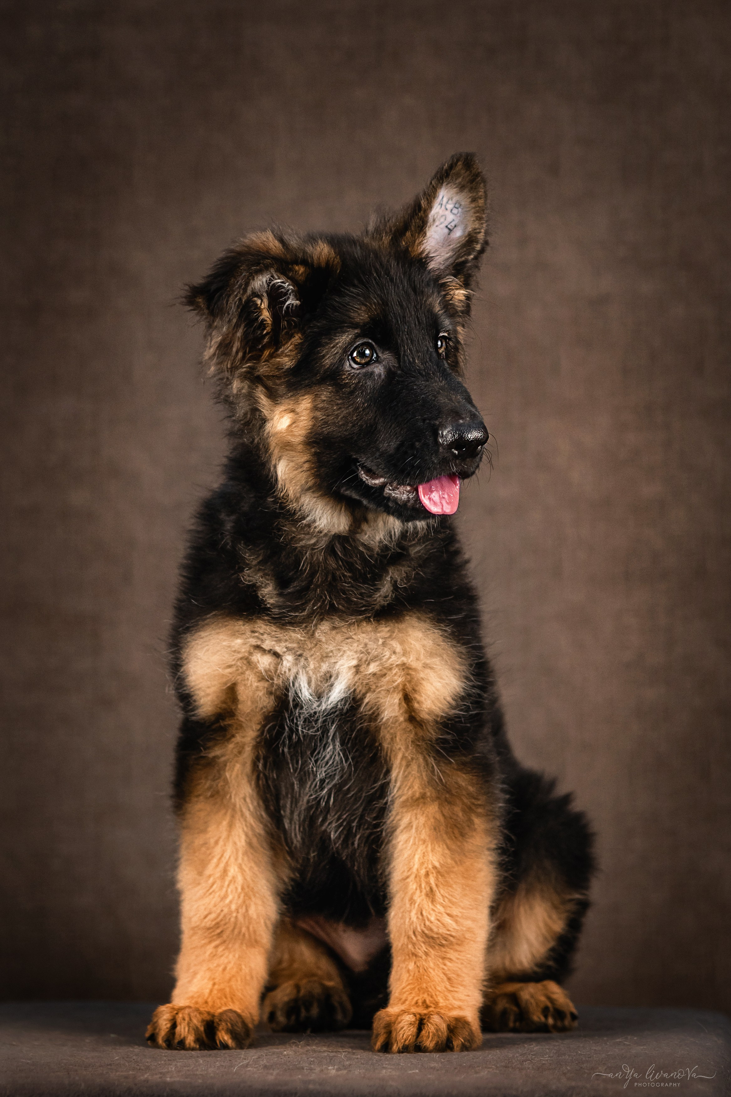 Овчарята. Фотограф анималист Аня Ливанова | Рыбинск