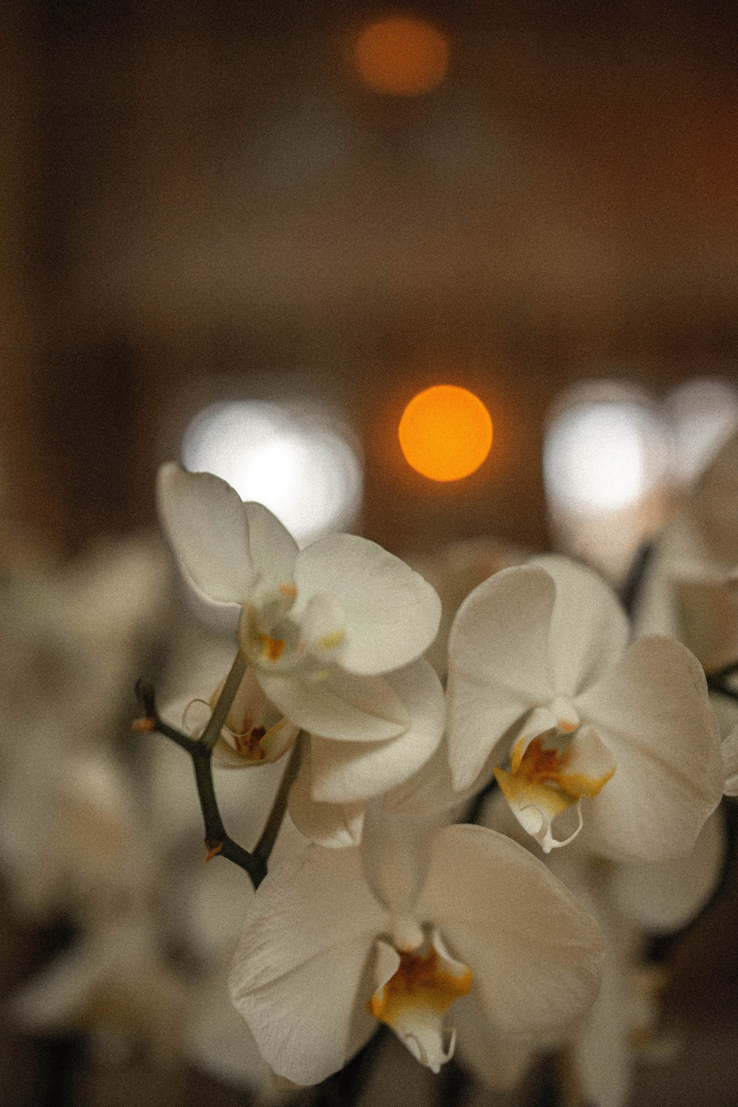 Ксения и Дмитрий. Профессиональный фотограф