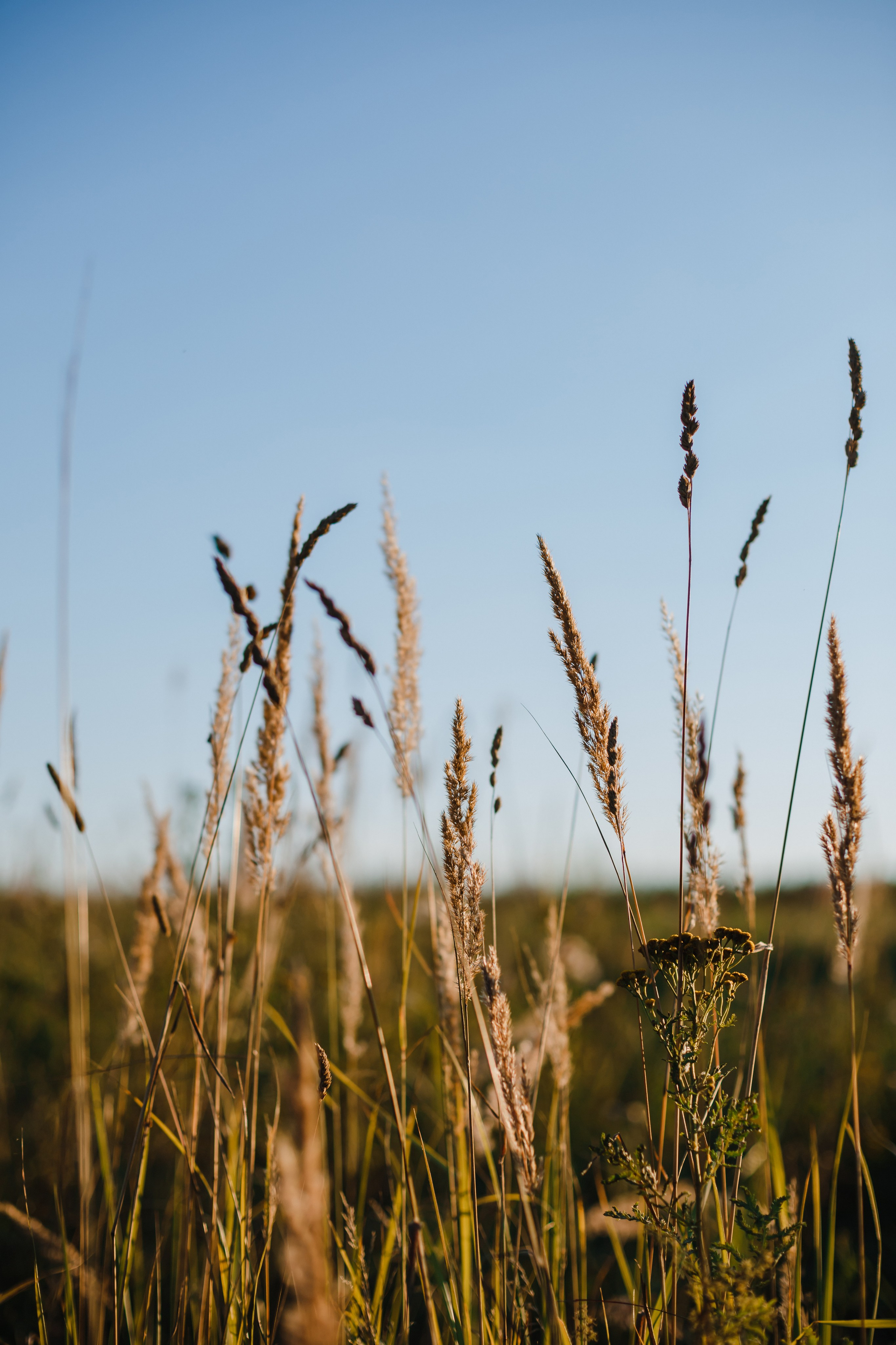 Олег, Женя, Берта. Семейный фотограф Николаева Ольга