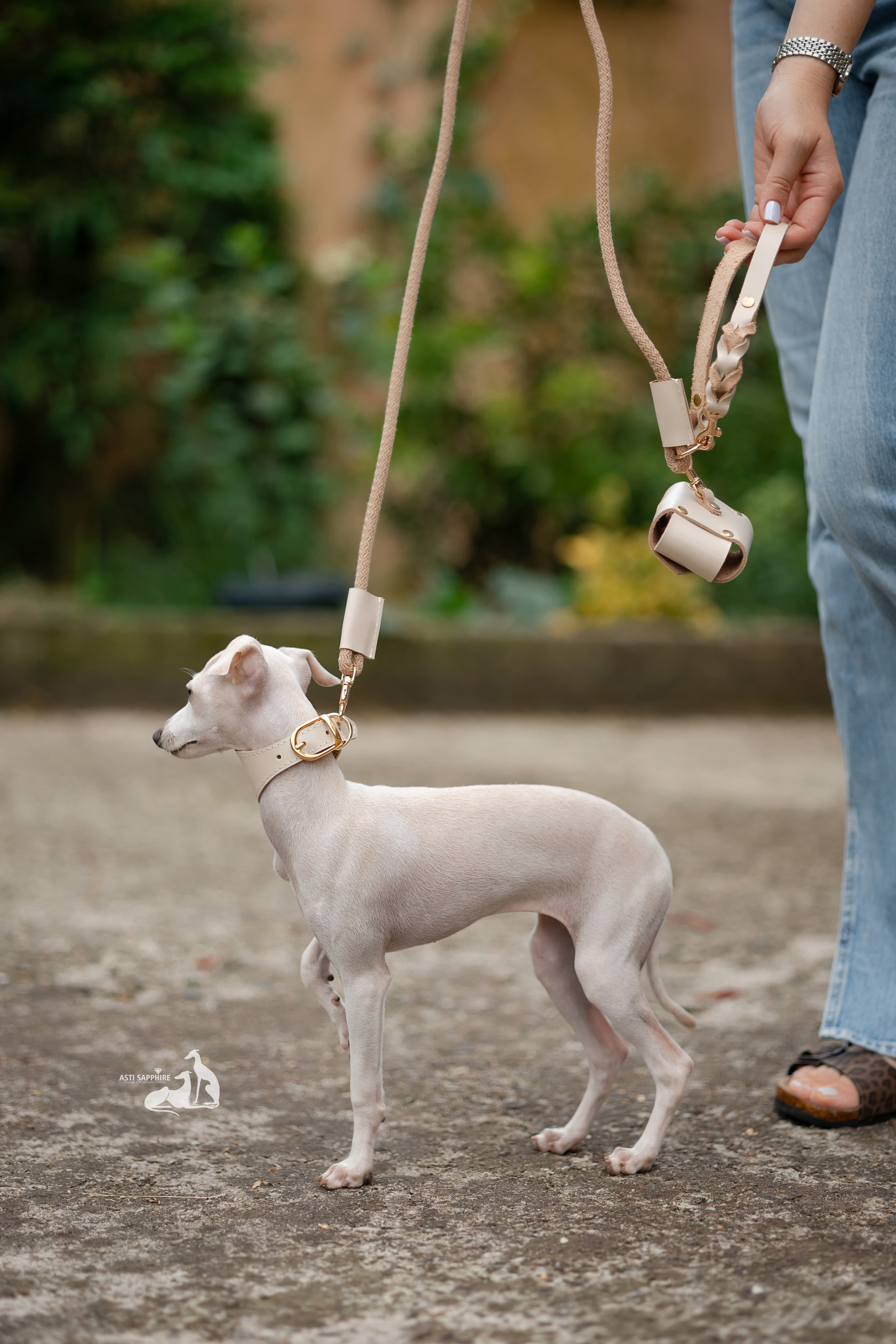 Чудесная шоу-девочка. Professional Italian Greyhound Kennel RKF/FCI ASTI SAPPHIRE 💎 Sochi|St. Petersburg