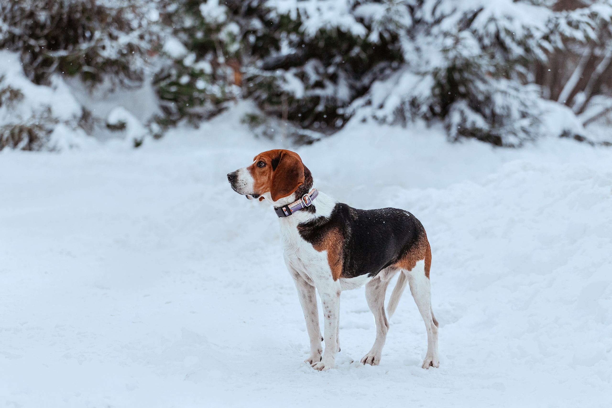 Дом для Биглей 2023. Фотограф-анималист Татьяна Степанова