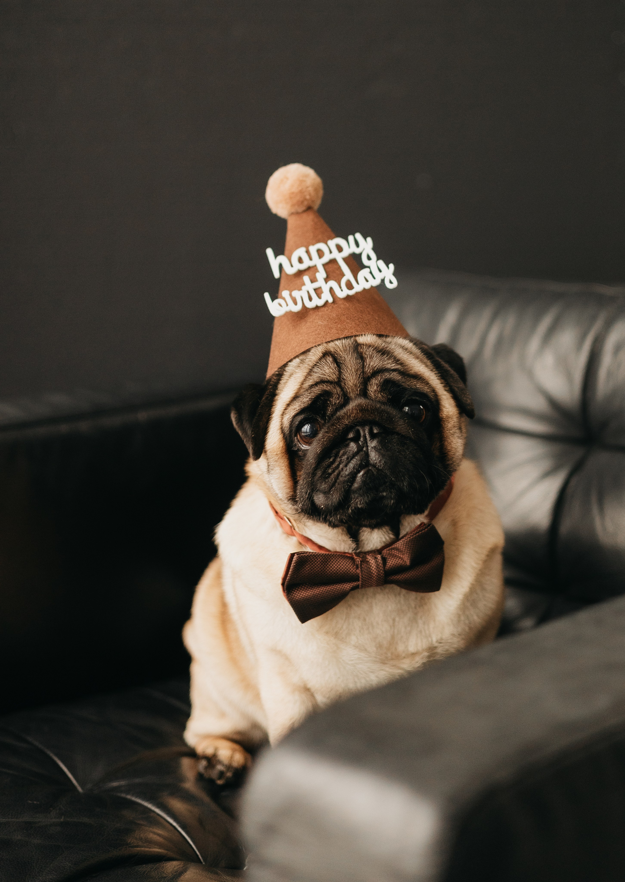 Полина, Артем и Гарри. Фотограф животных Евгения Верцинская