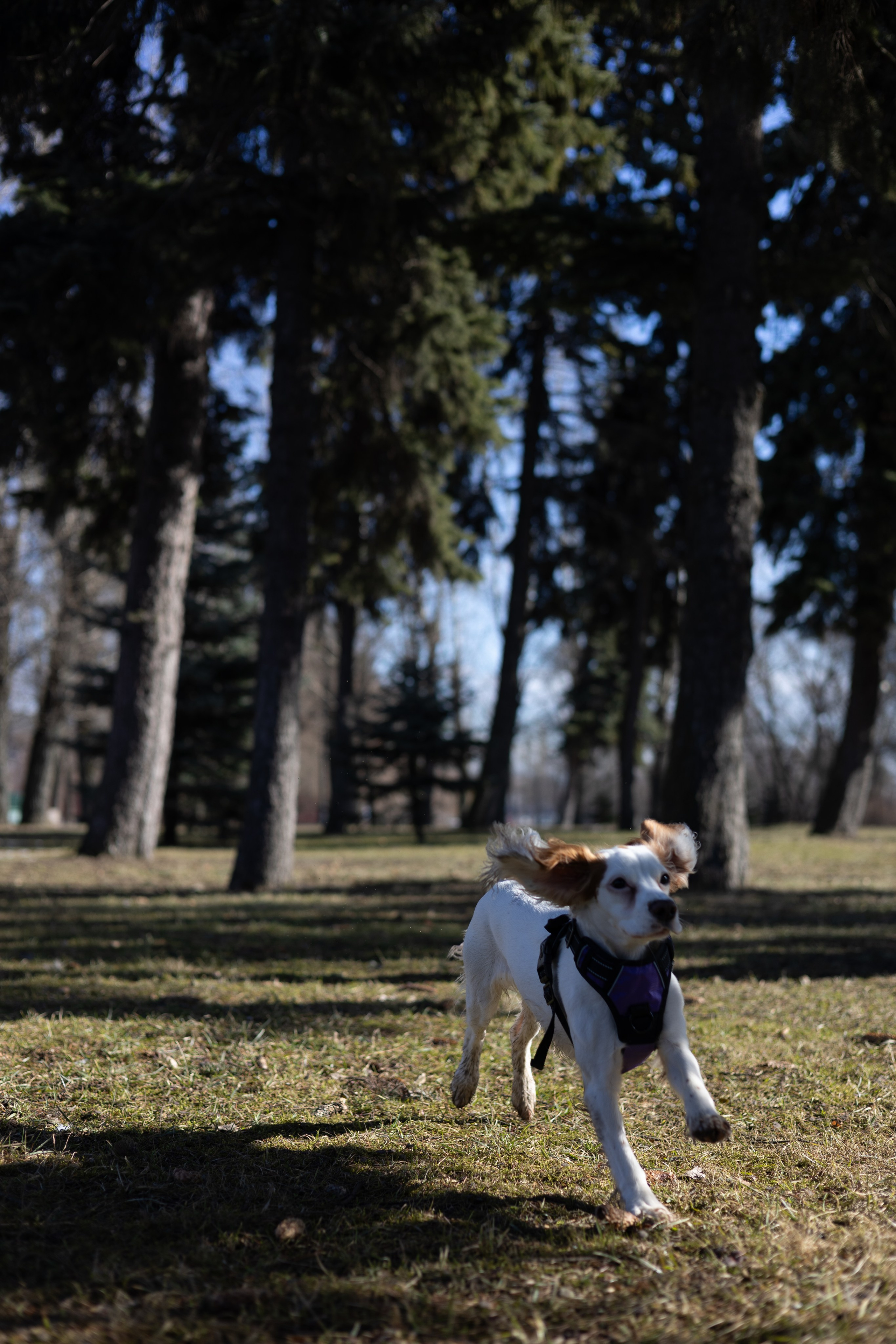 Валерия Креста. Фотограф животных Евгения Верцинская