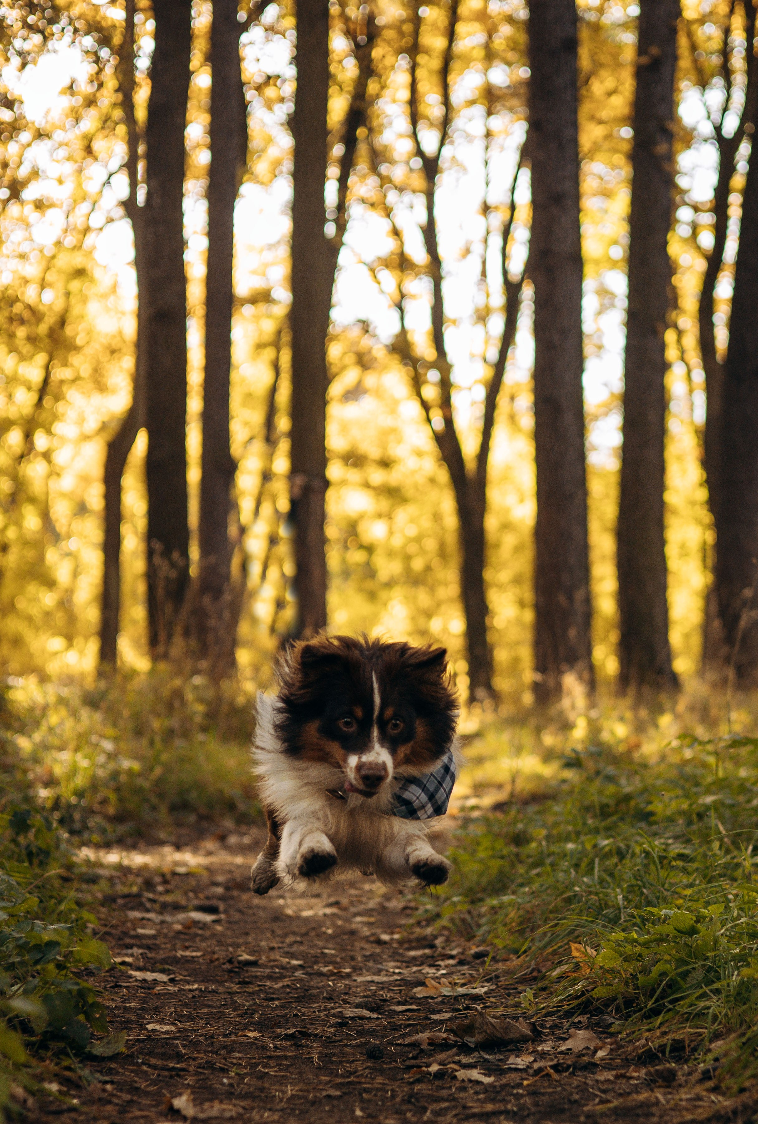 Маффин. Фотограф животных Евгения Верцинская