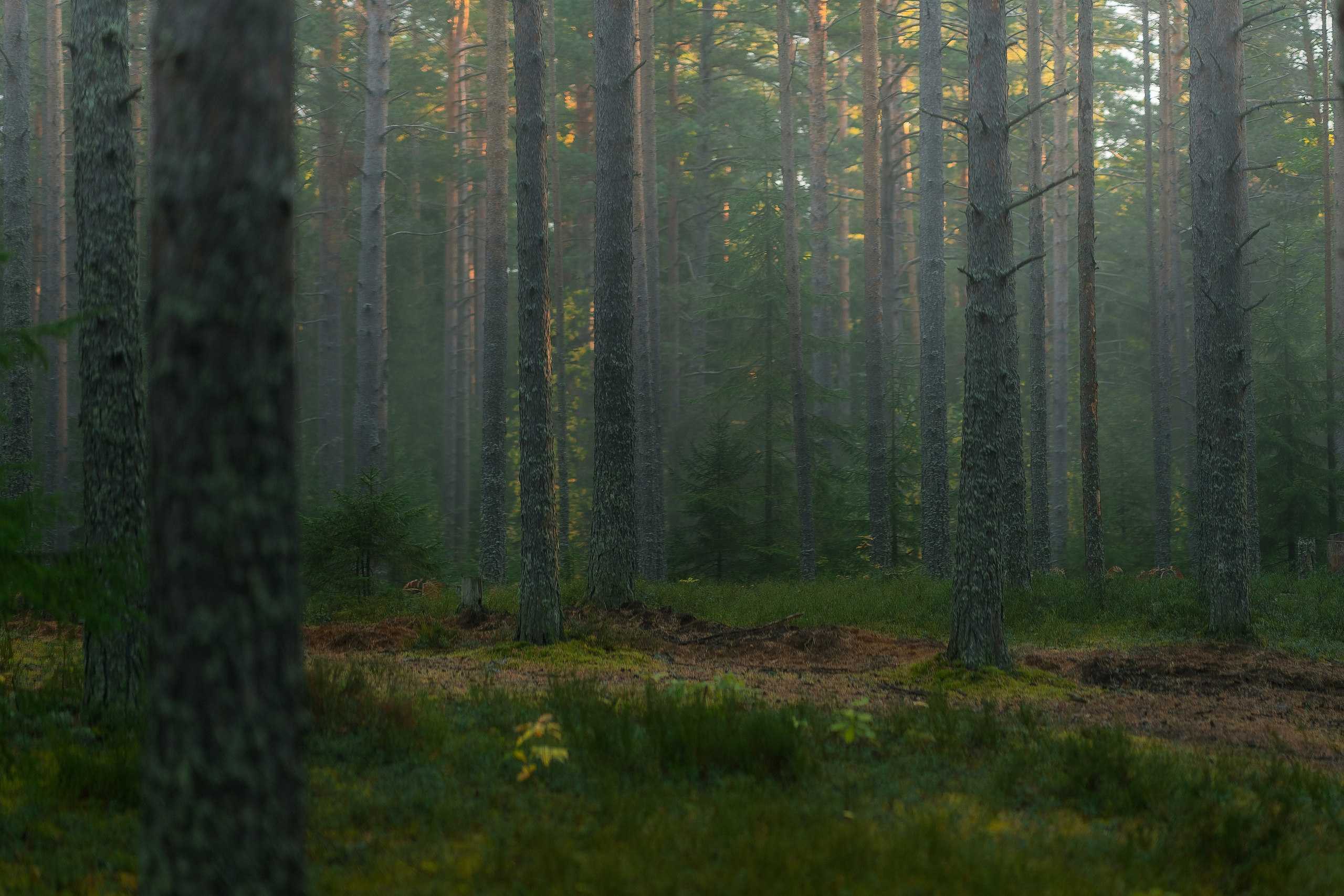 Рассвет в осеннем лесу, Карелия. Юля Дэй • Фотограф, Санкт-Петербург