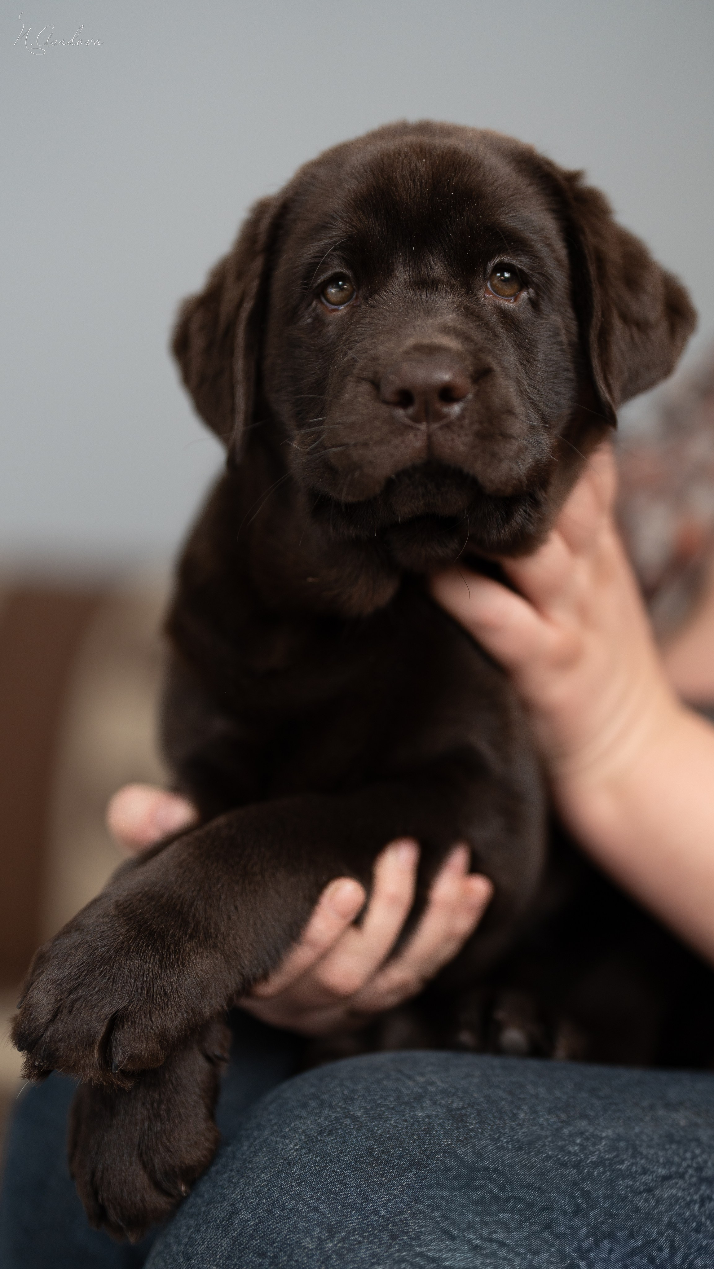 Лабрадор Тейла 2мес. Фотограф-анималист Асадова