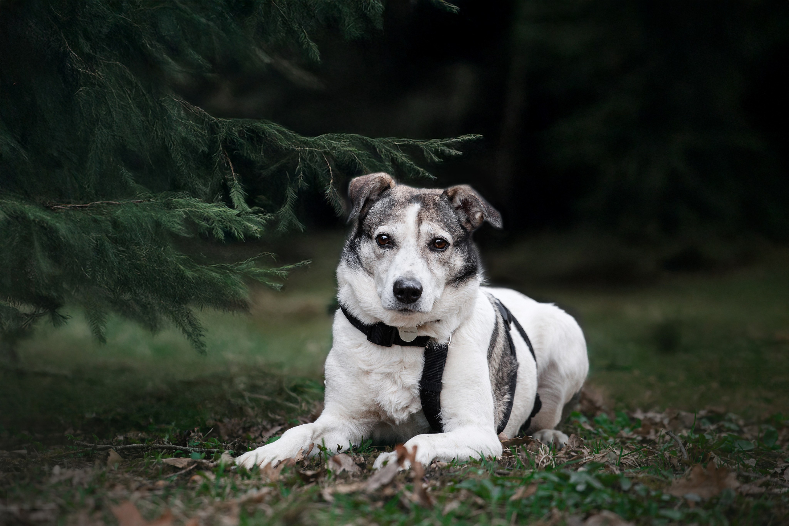 Собаки из приюта Дубовая роща весна 2025. Фотограф-анималист Татьяна Степанова