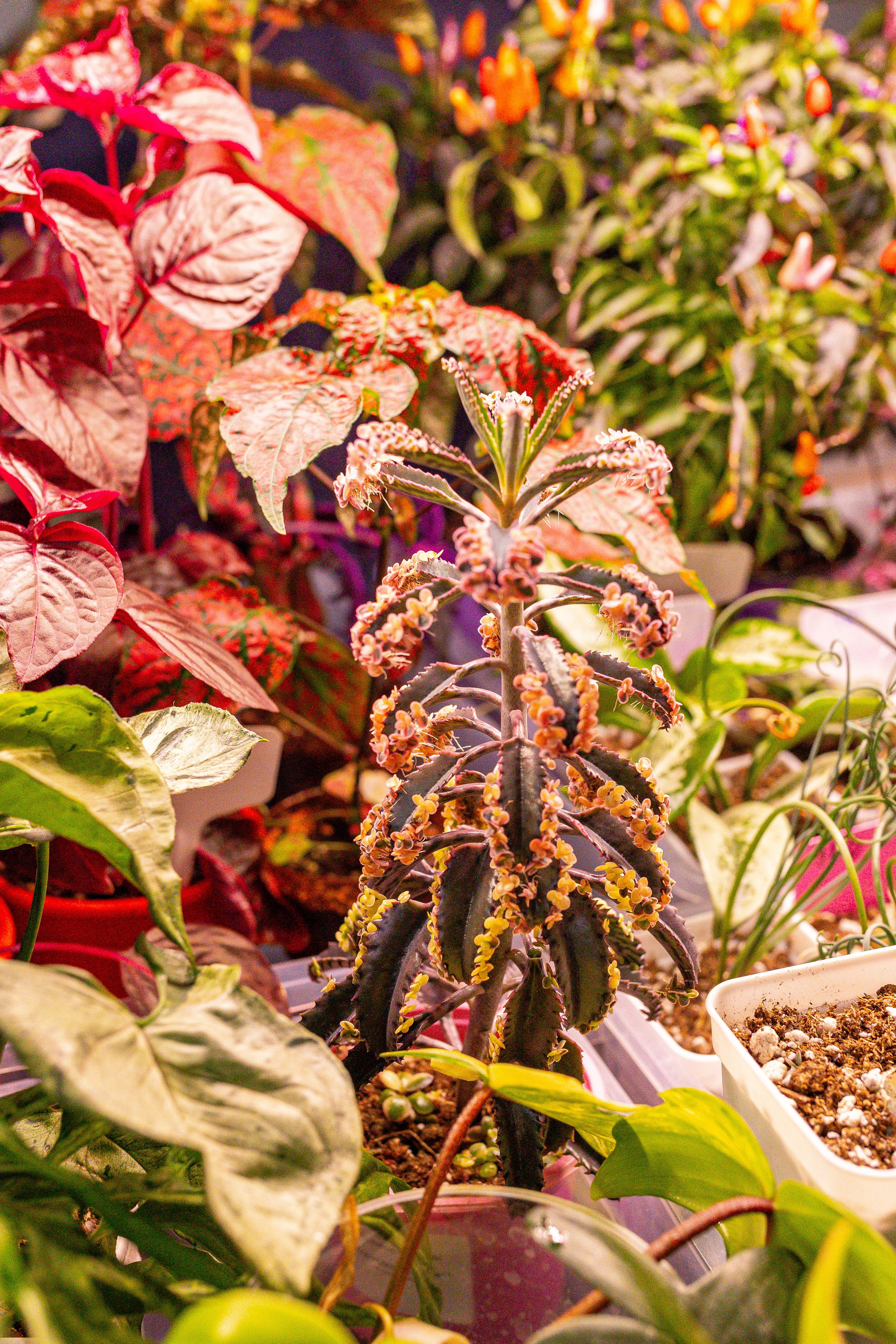 Монстериум 11–12 октября. Александра Куликова фотограф, Москва