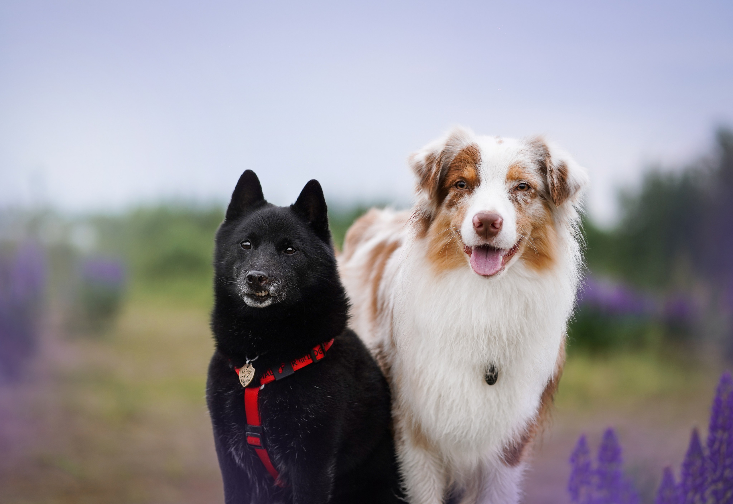 Аня Арчи и Панда в люпинах. Фотограф-анималист в Санкт-Петербурге Яна Мартынова