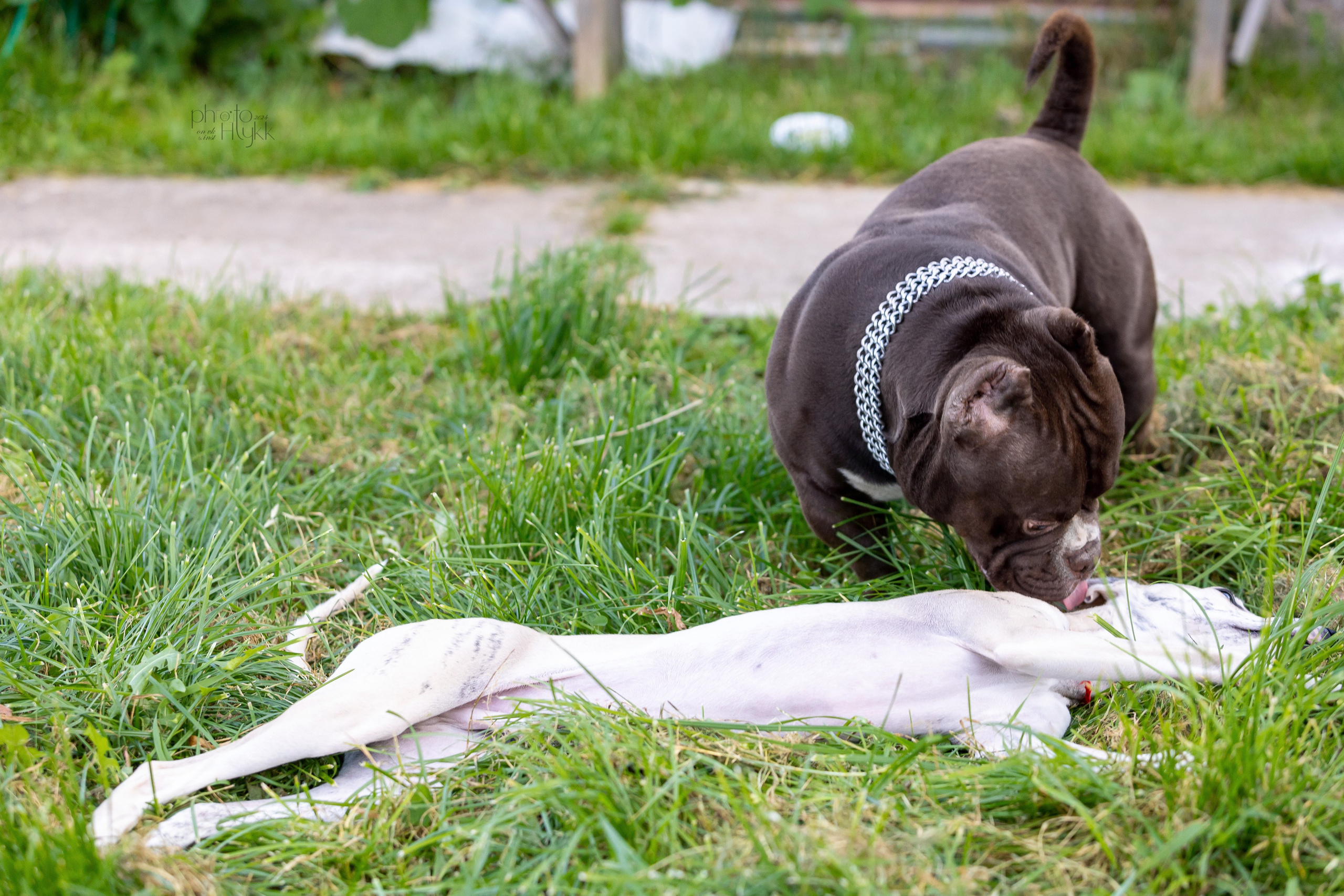 Американские булли. Htykk_photo