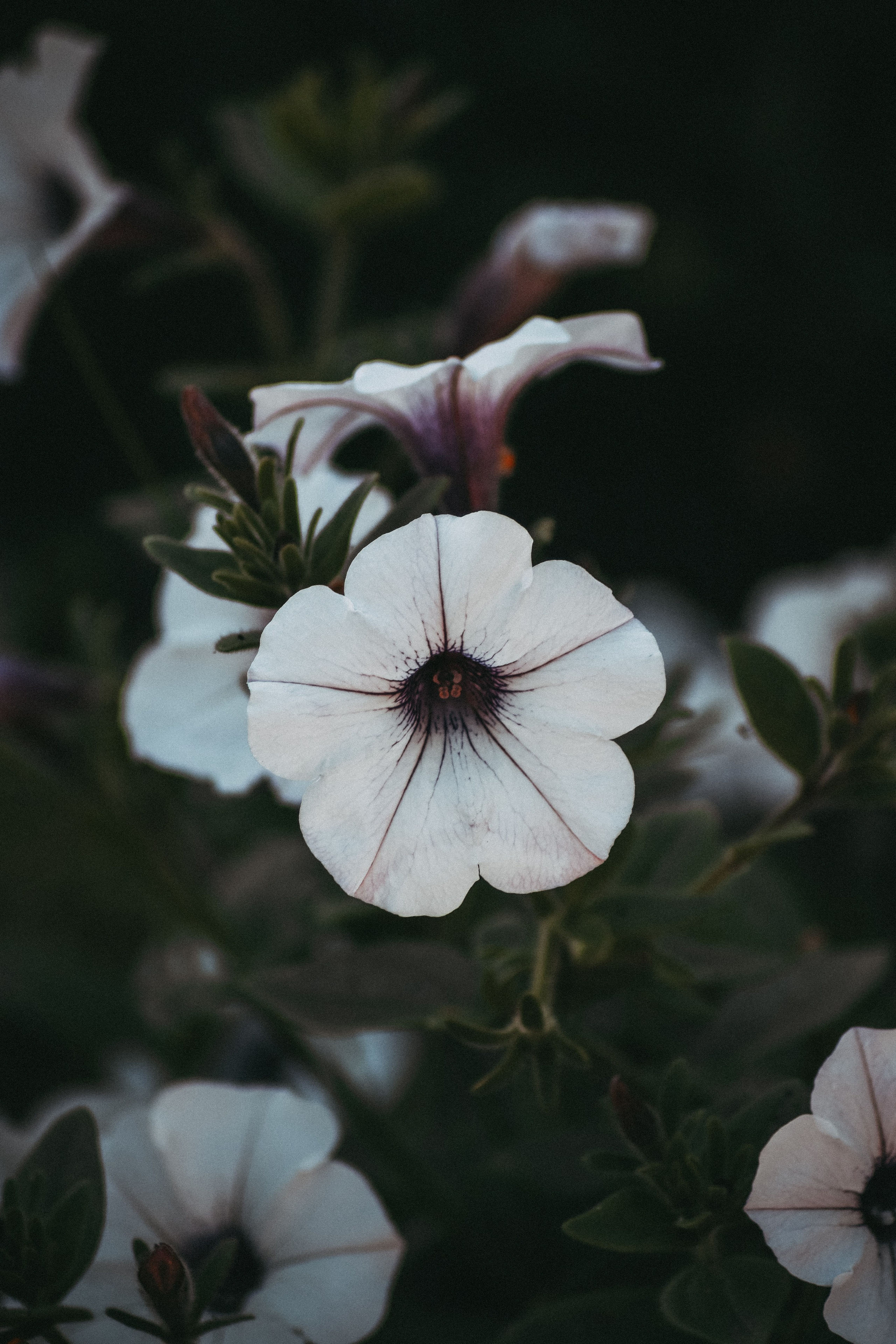 Р А С Т Е Н И Я. — Digital Noise —