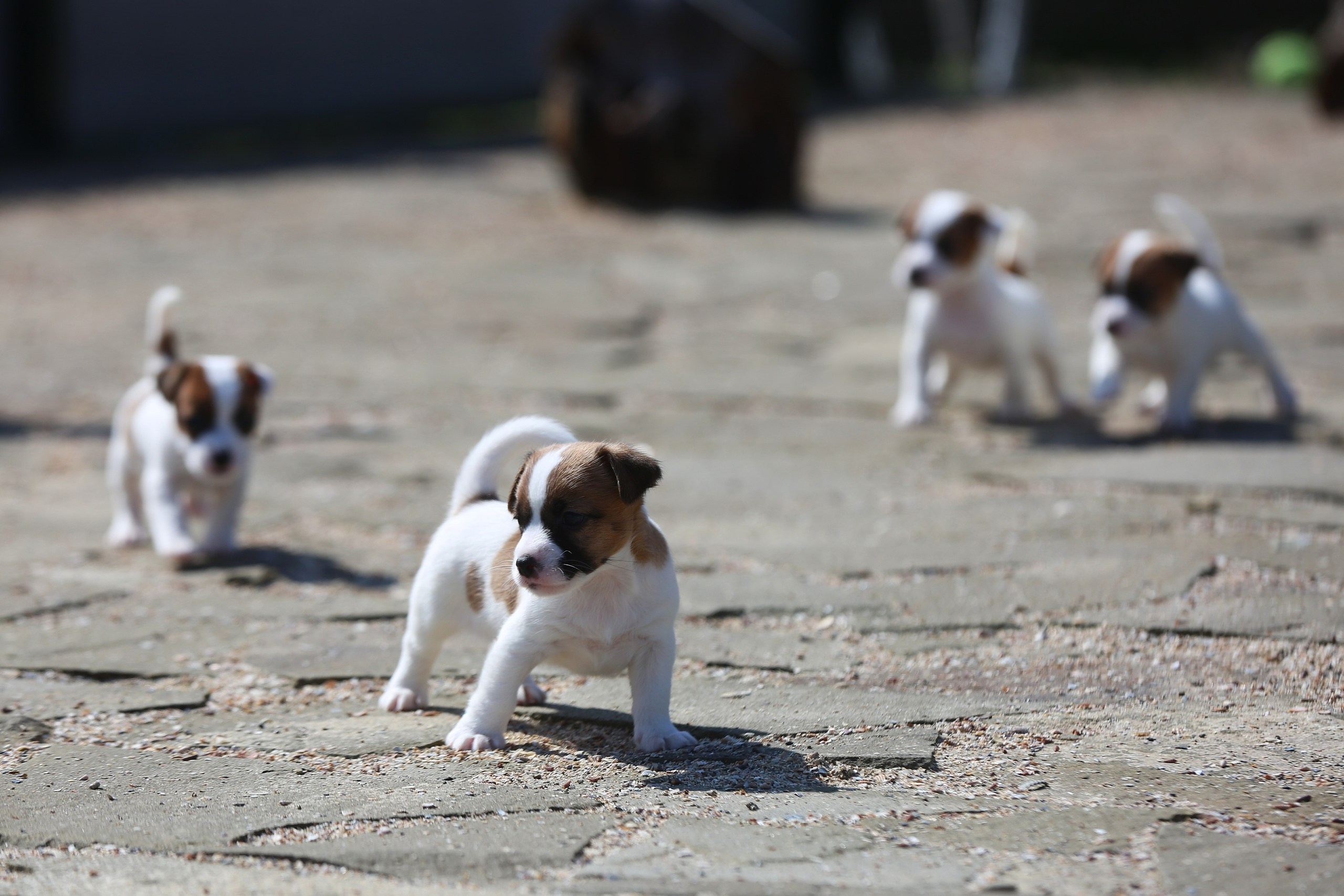 Общий альбом. Lovely-Orange питомник джек рассел терьеров