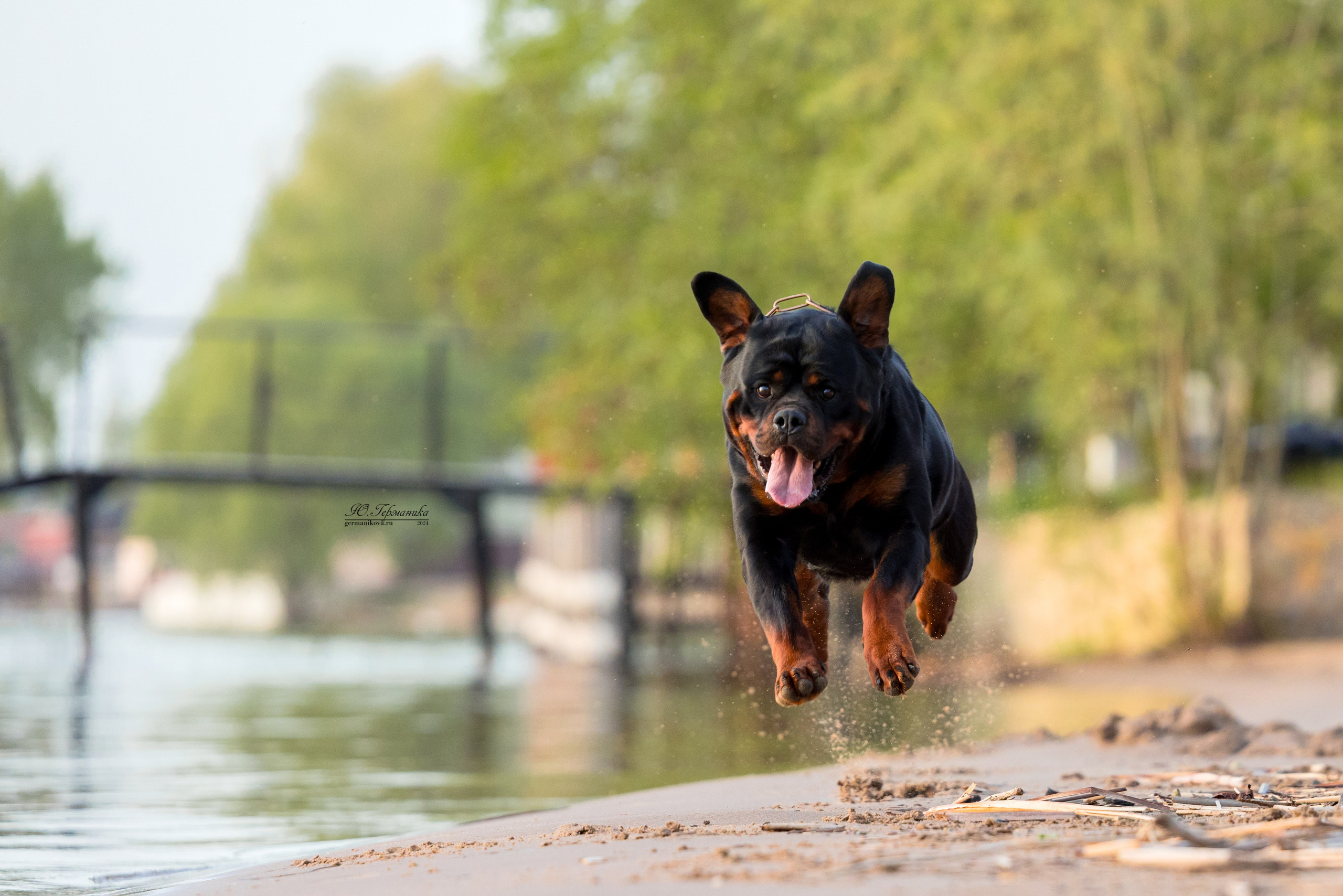 Саратов 2 х моно ротвейлеров 28-29.04.2024. Фотограф-анималист Юлия Германика