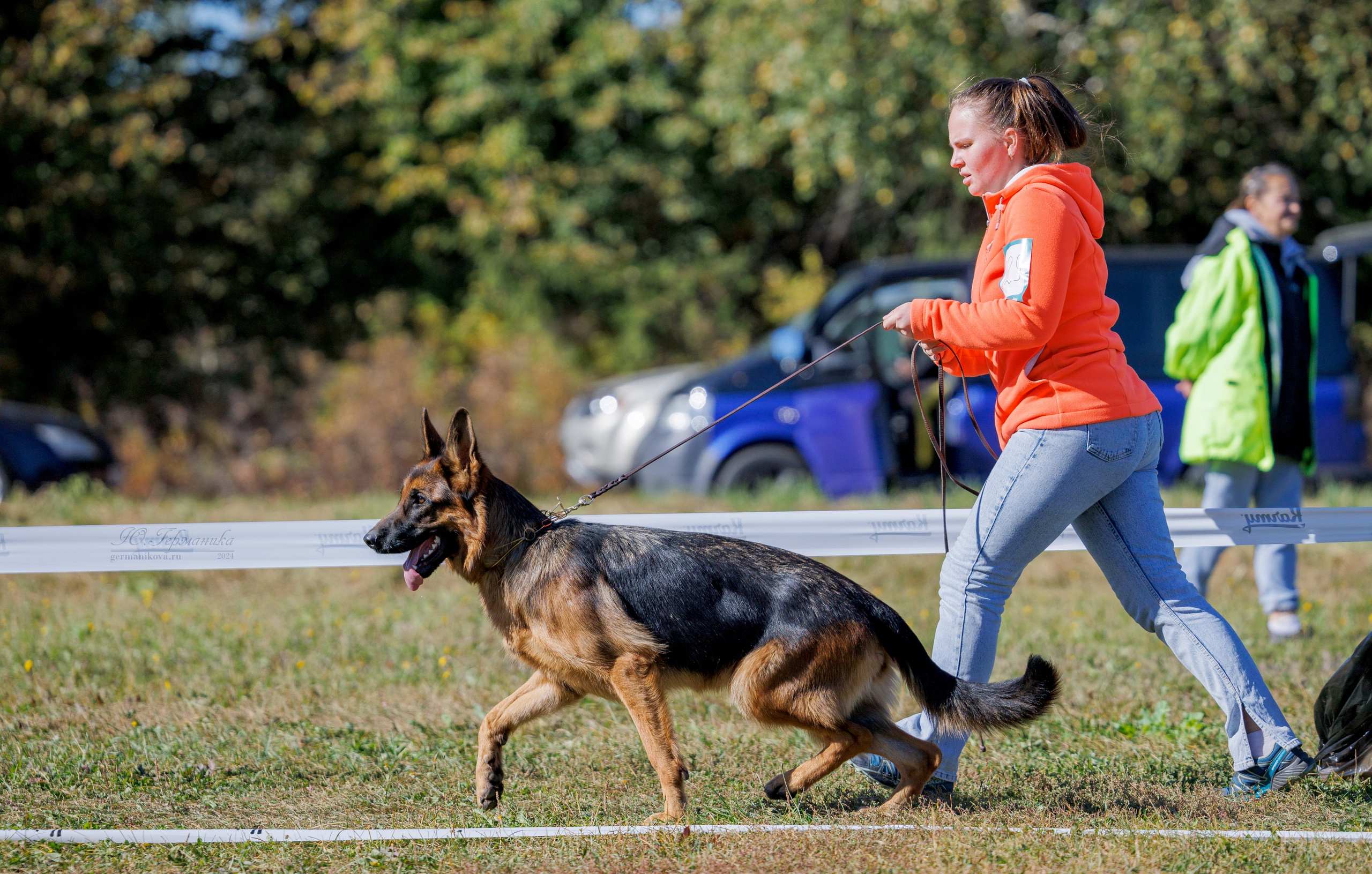 Тверь немецкие овчарки 22.09.2024. Фотограф-анималист Юлия Германика
