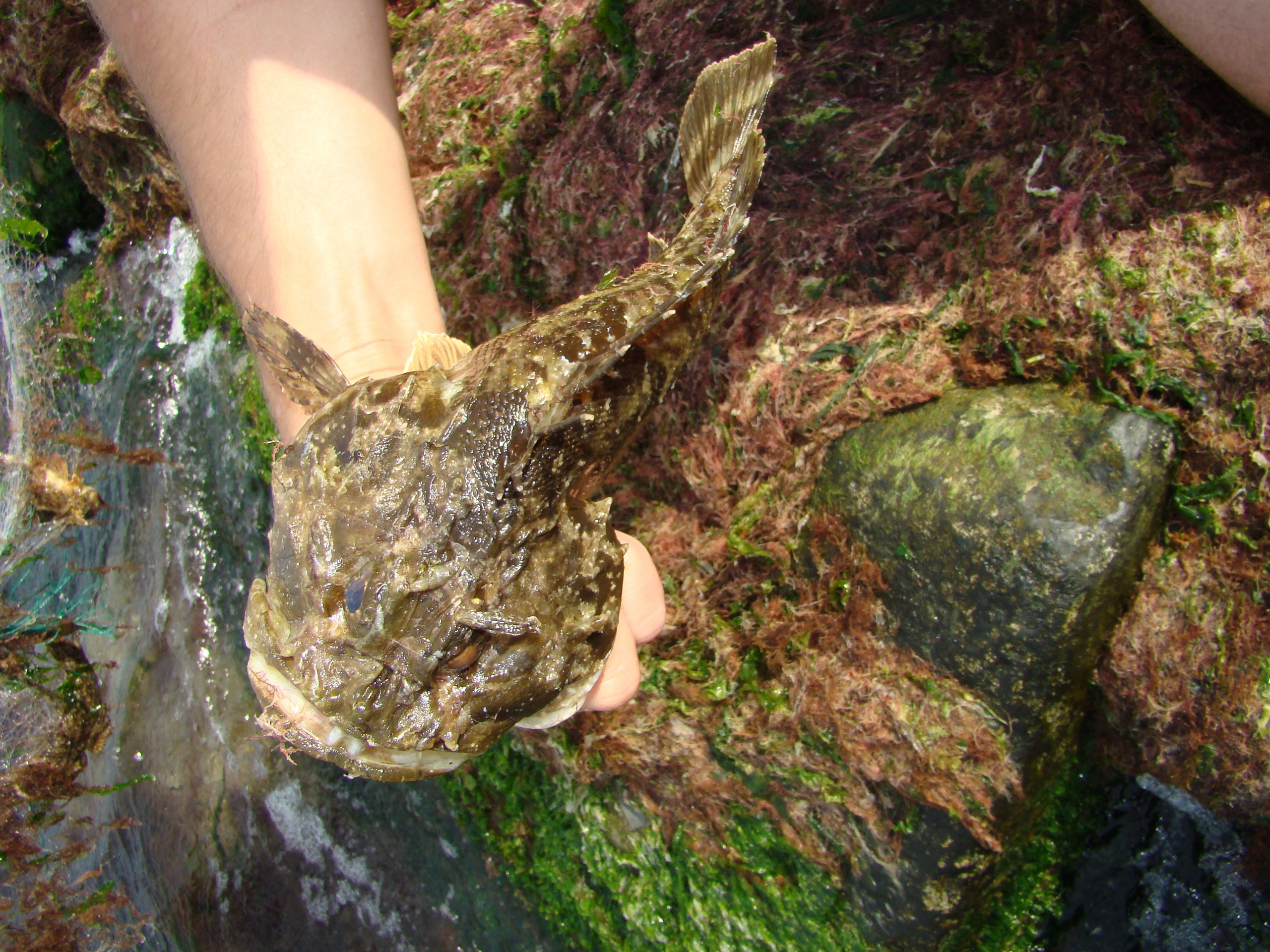 Кабардинка (фото Зевиных) 25.06-24.07.2008. Семейный, Свадебный фотограф СПБ Питер— Романова Екатерина