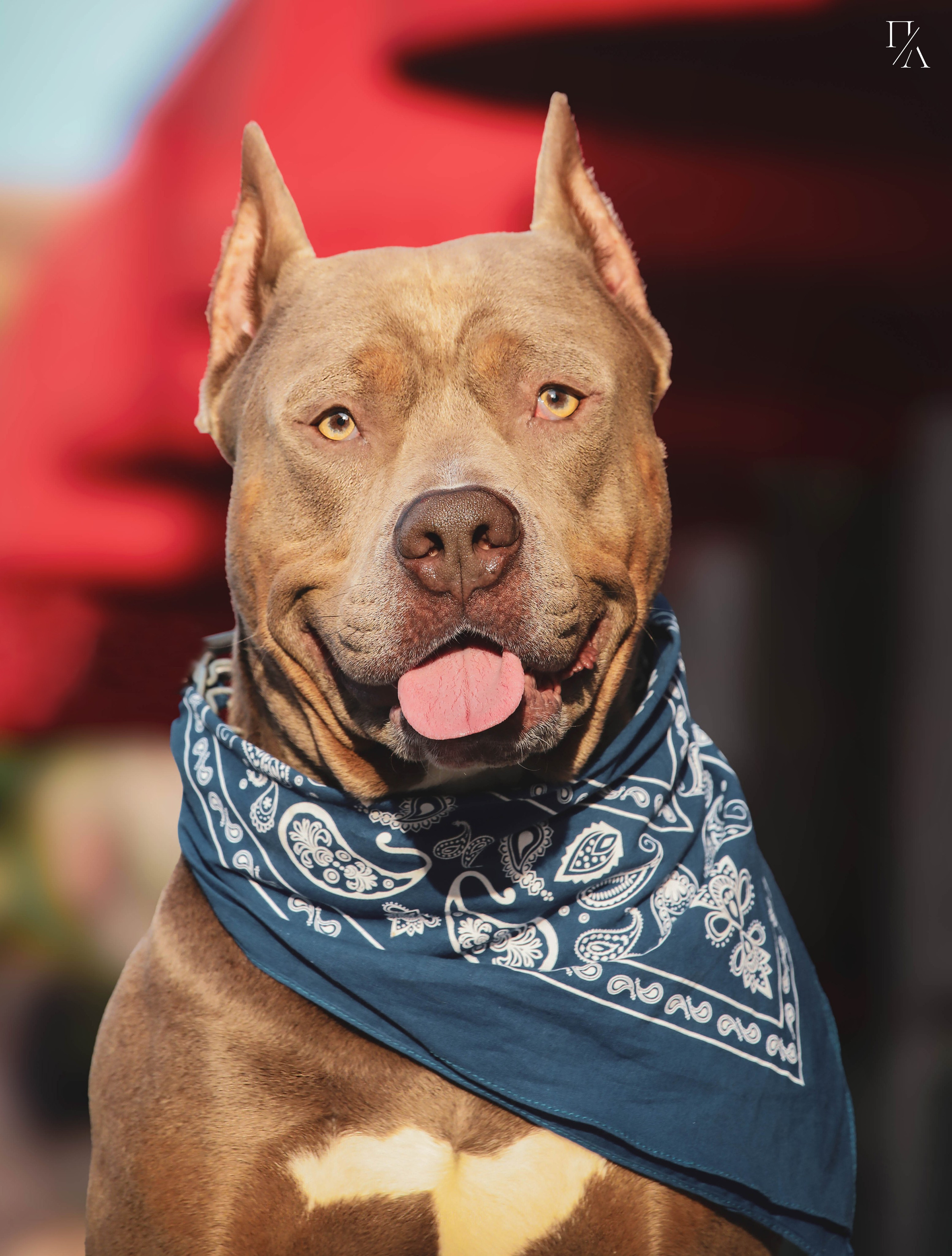 Рассветные фотосъёмки. Фотограф-анималист Павлова Любовь