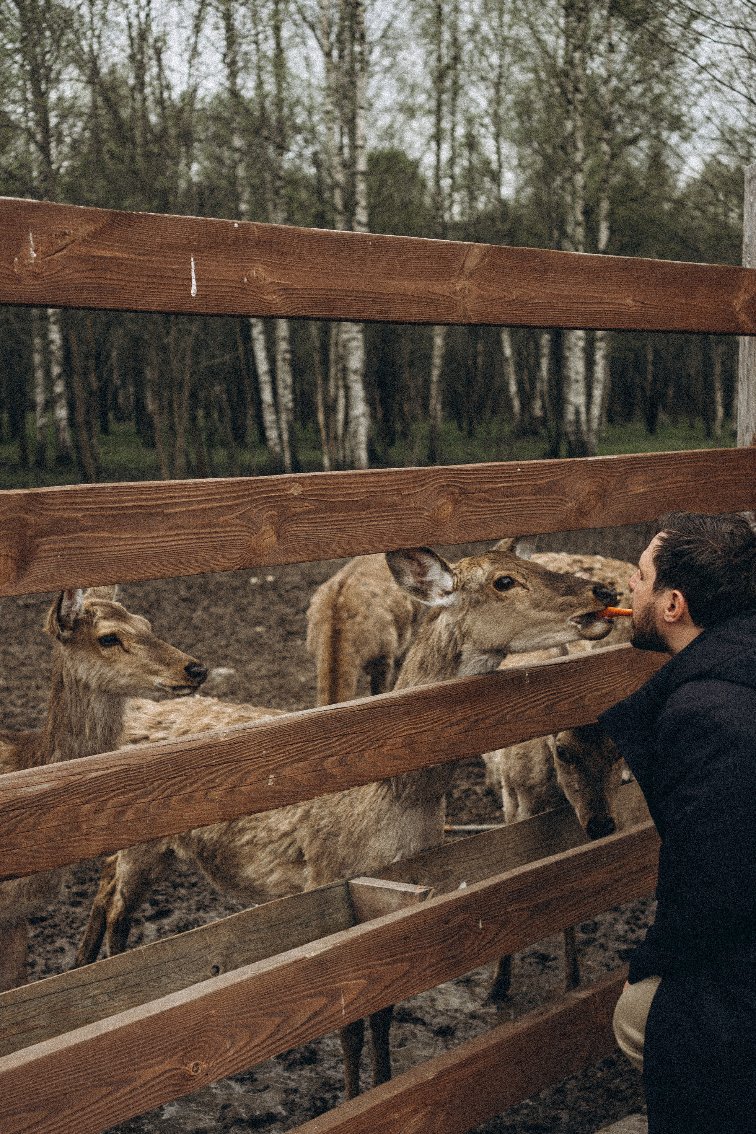 ОЛЕНЬЯ ФЕРМА В ТВЕРИ. Профессиональный фотограф, Санкт-Петербург — Виктория Богомолова