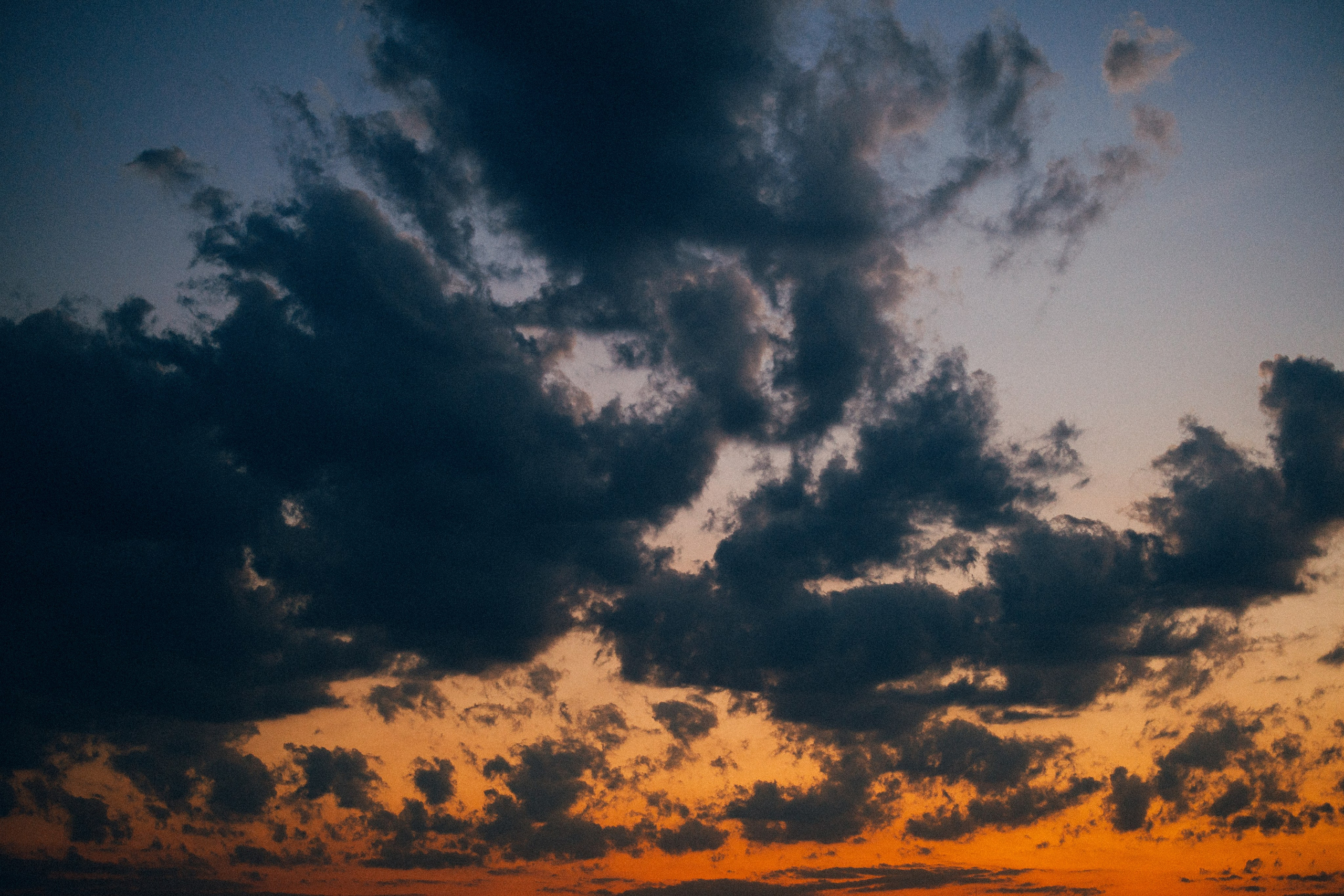 Dandelions. Daria Chigintseva Photographer
